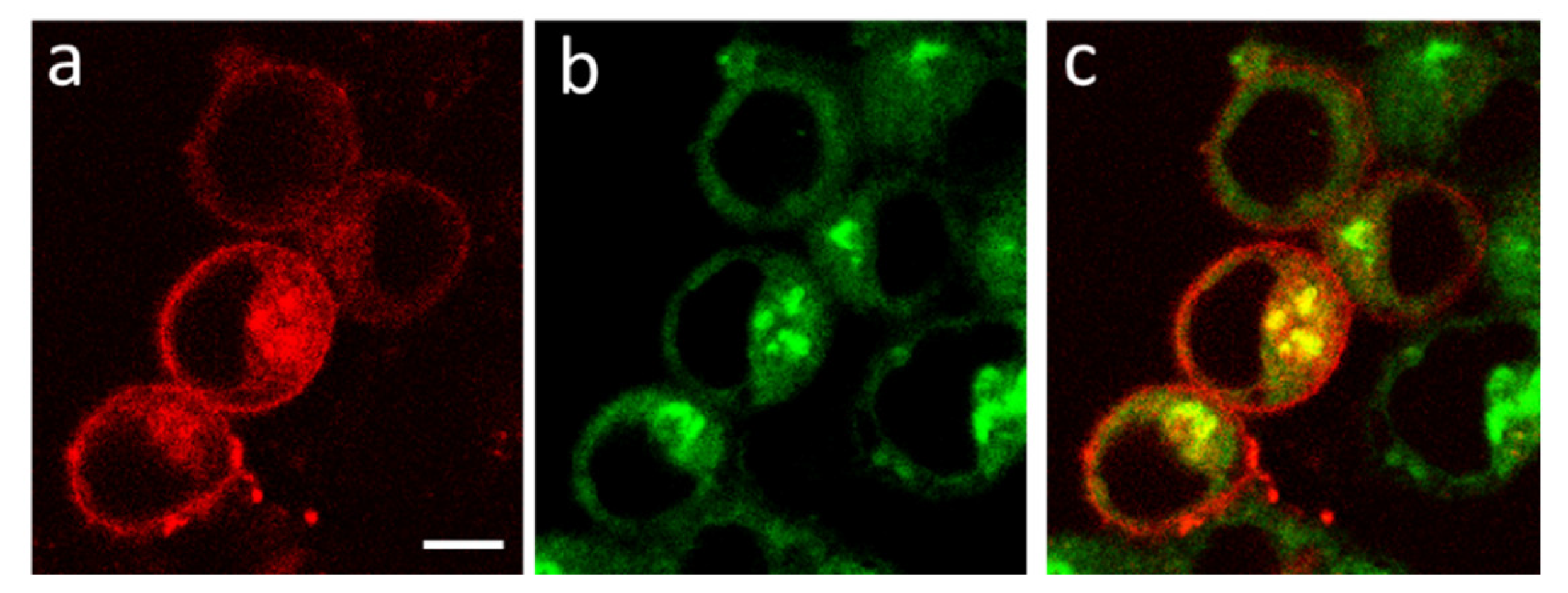 Membranes 13 00645 g007 Membranes 13 00645 g007