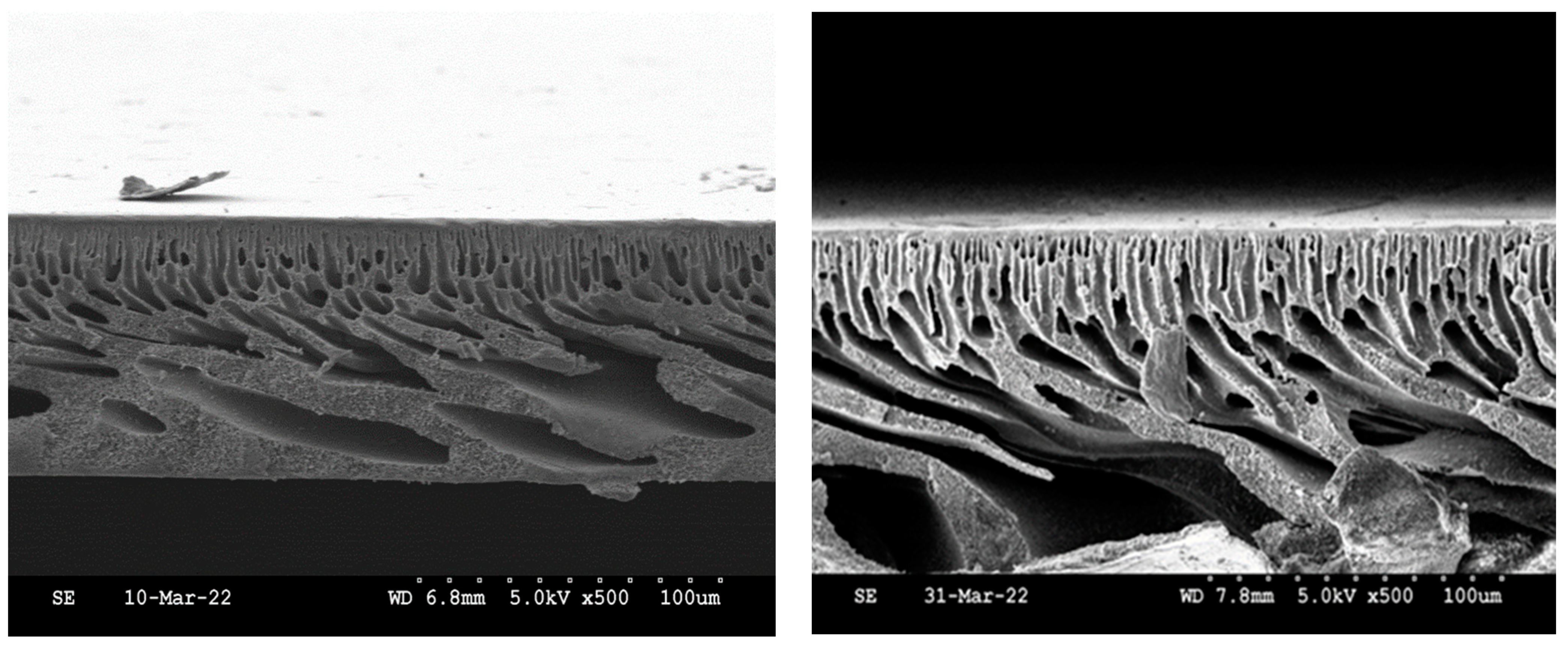 Membranes 13 00675 g006