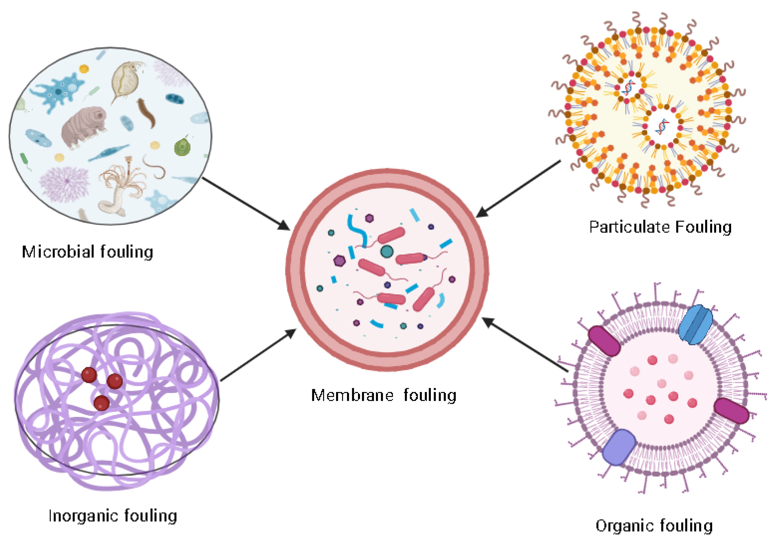 Membranes 13 00736 g001