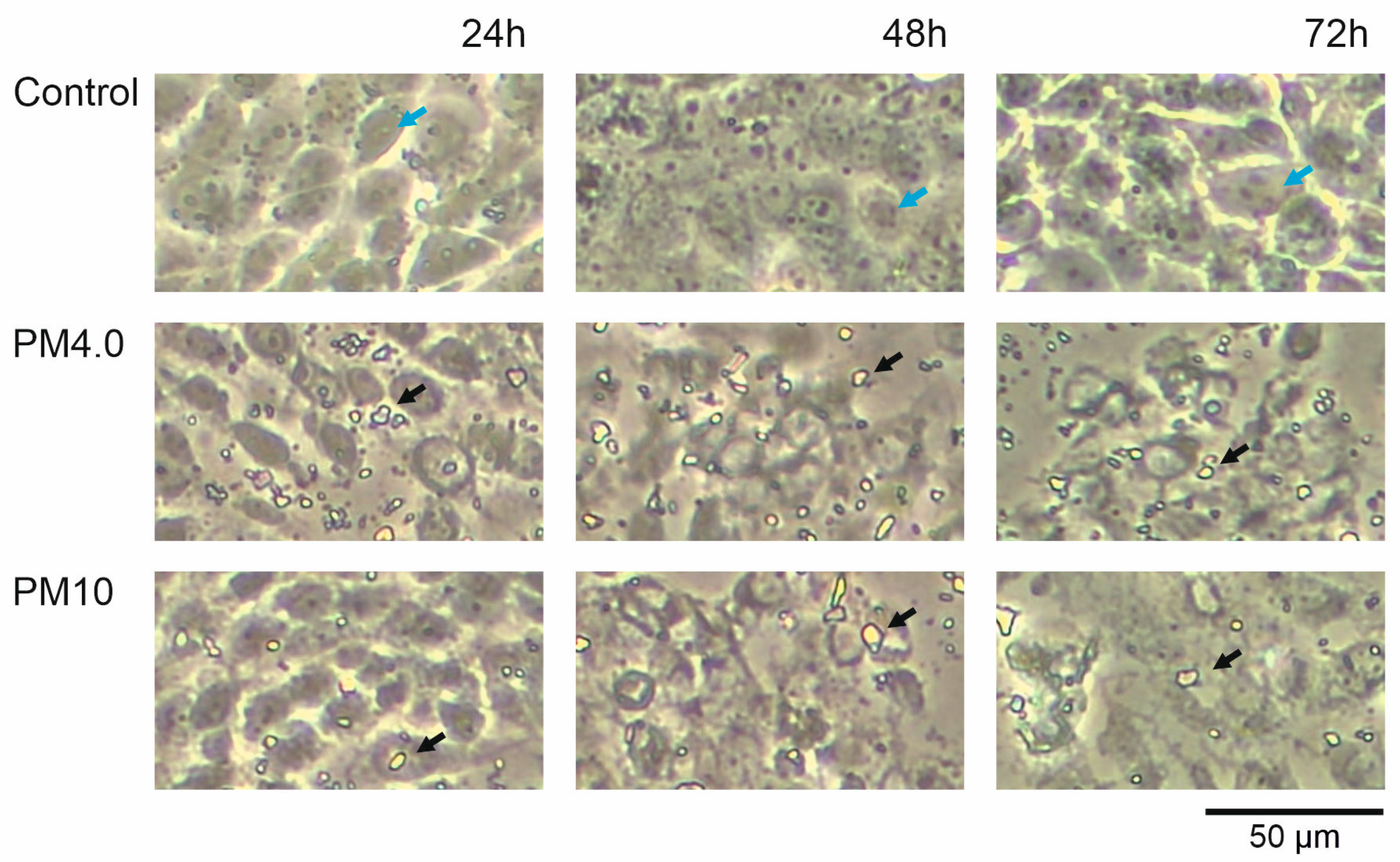 Membranes 13 00763 g001