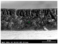 Membranes 13 00780 i006