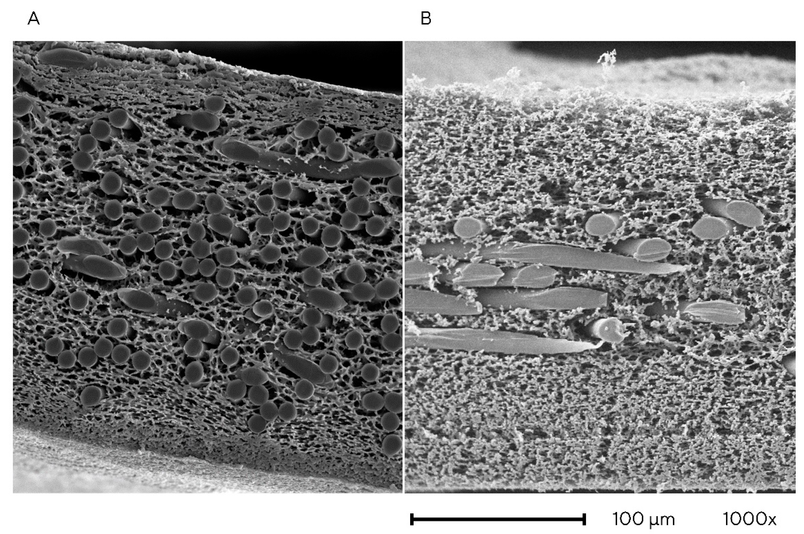 Membranes 13 00849 g001