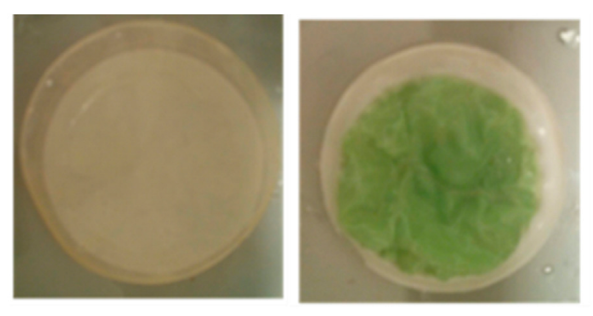 Membranes 13 00863 g002