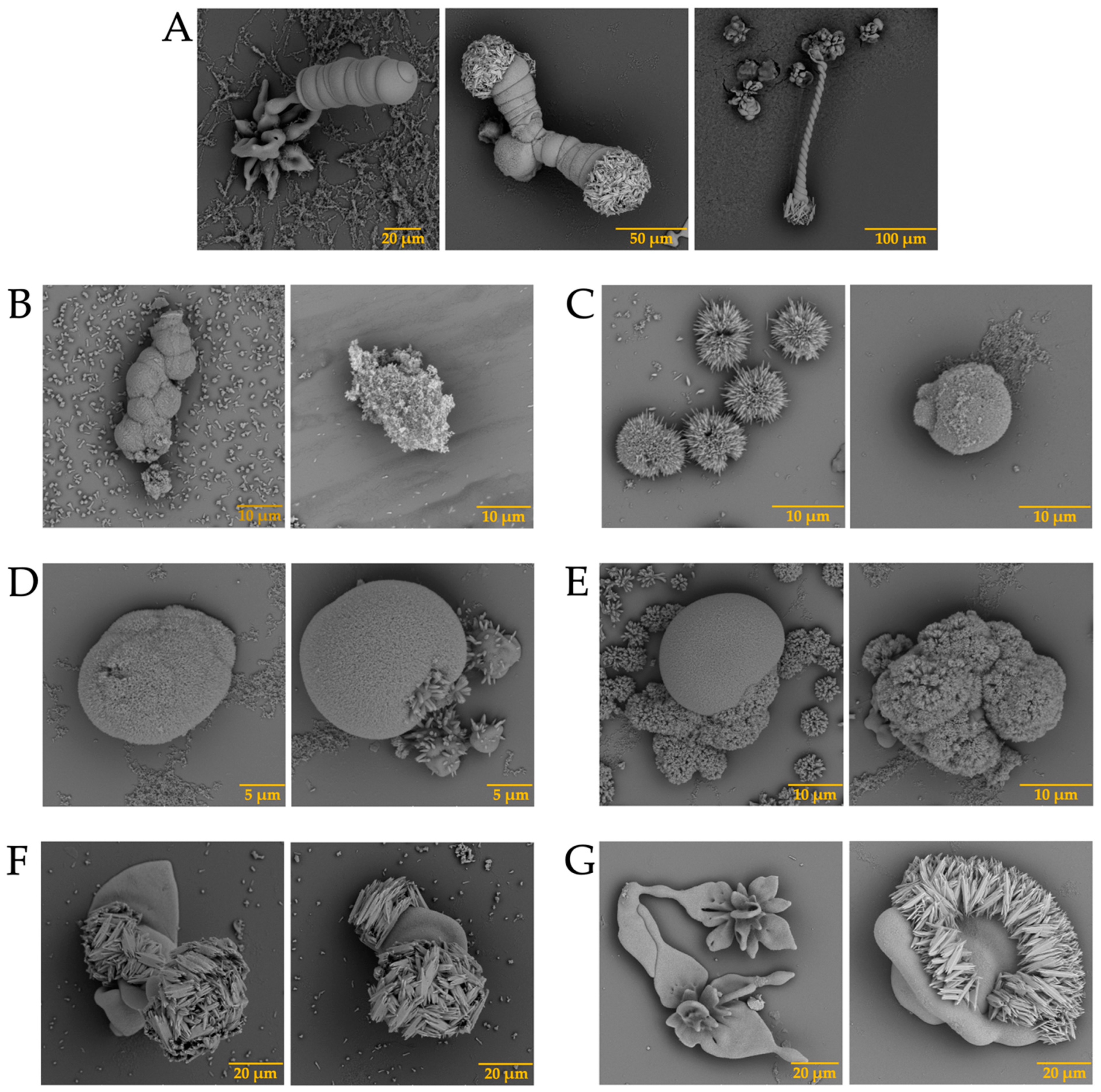 Membranes 13 00869 g005a Membranes 13 00869 g005a