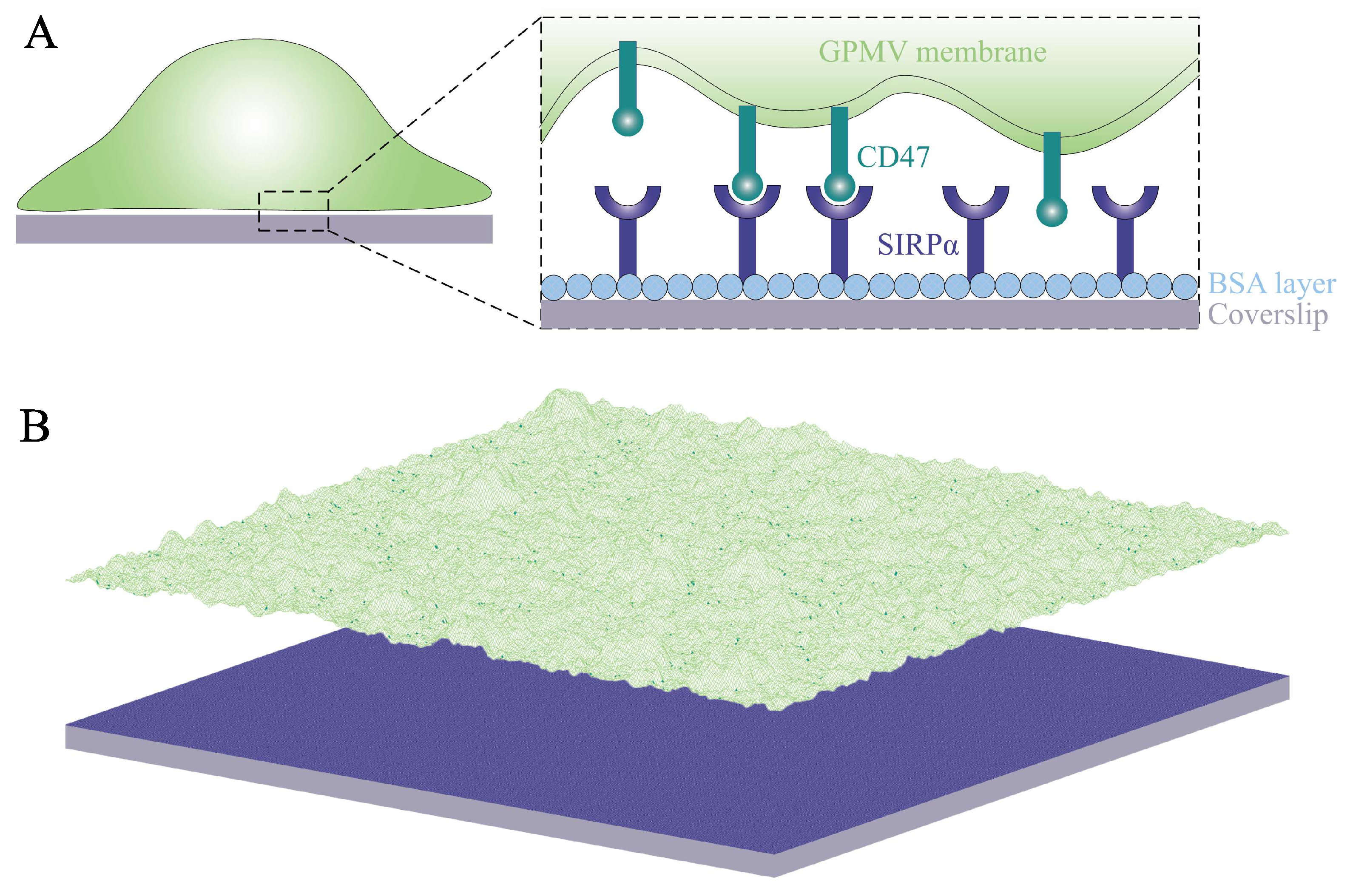 Membranes 13 00871 g001