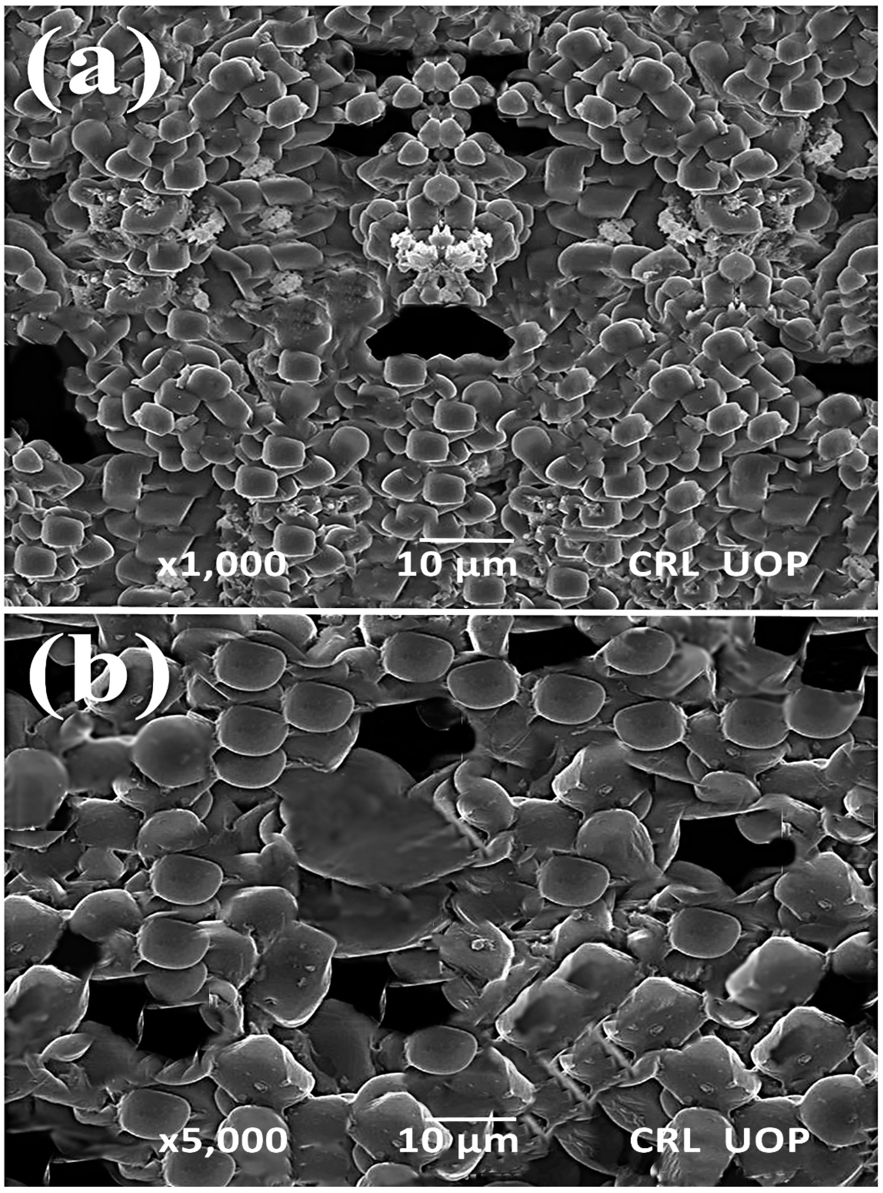 Membranes 13 00889 g004