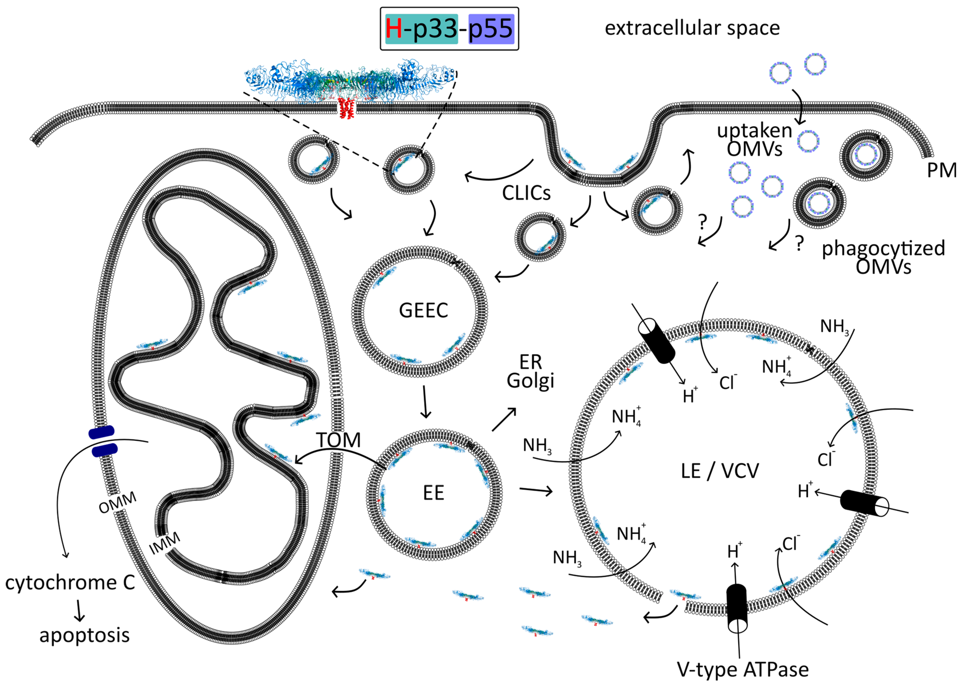 Membranes 14 00011 g007 Membranes 14 00011 g007