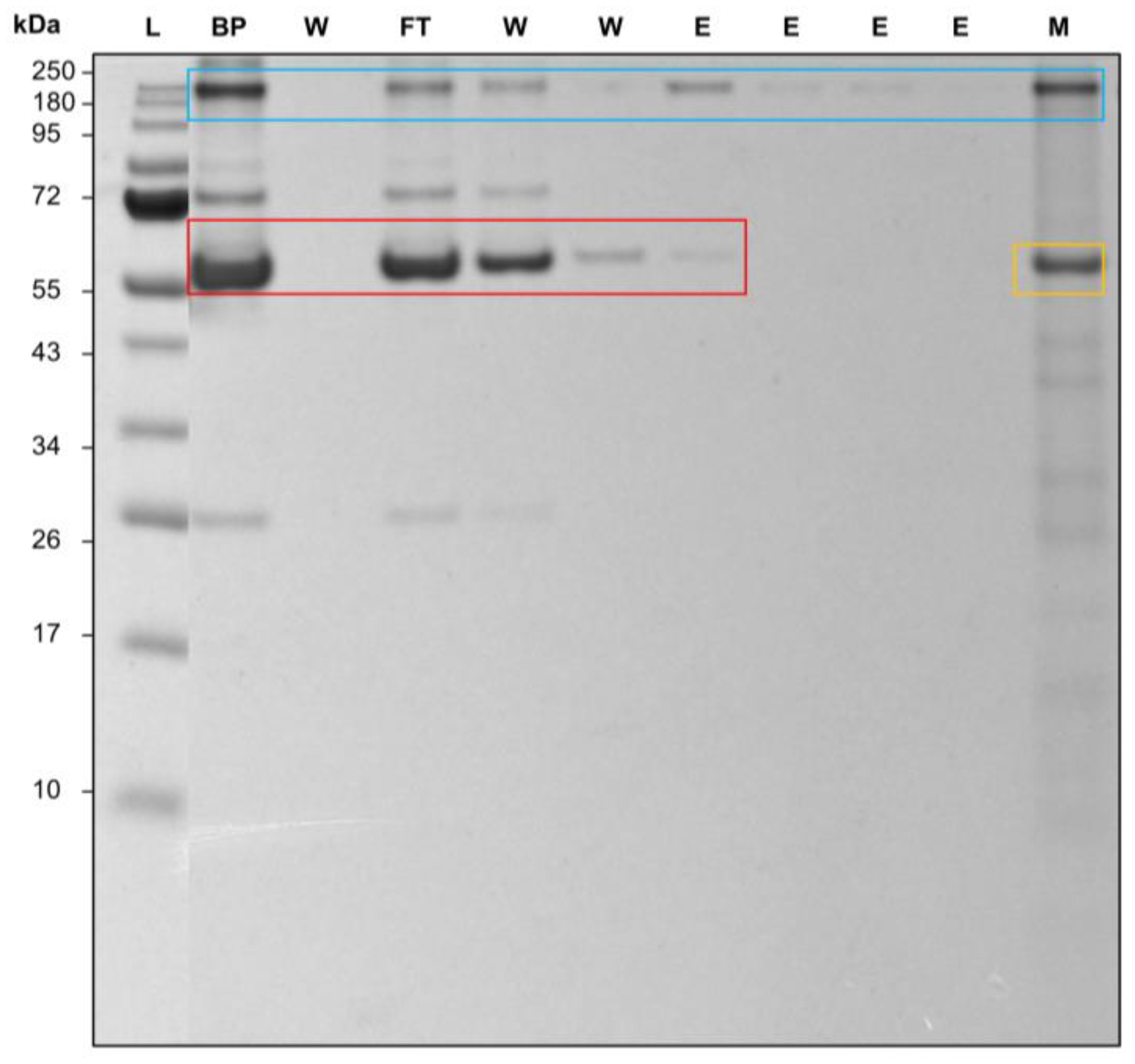Membranes 14 00031 g008