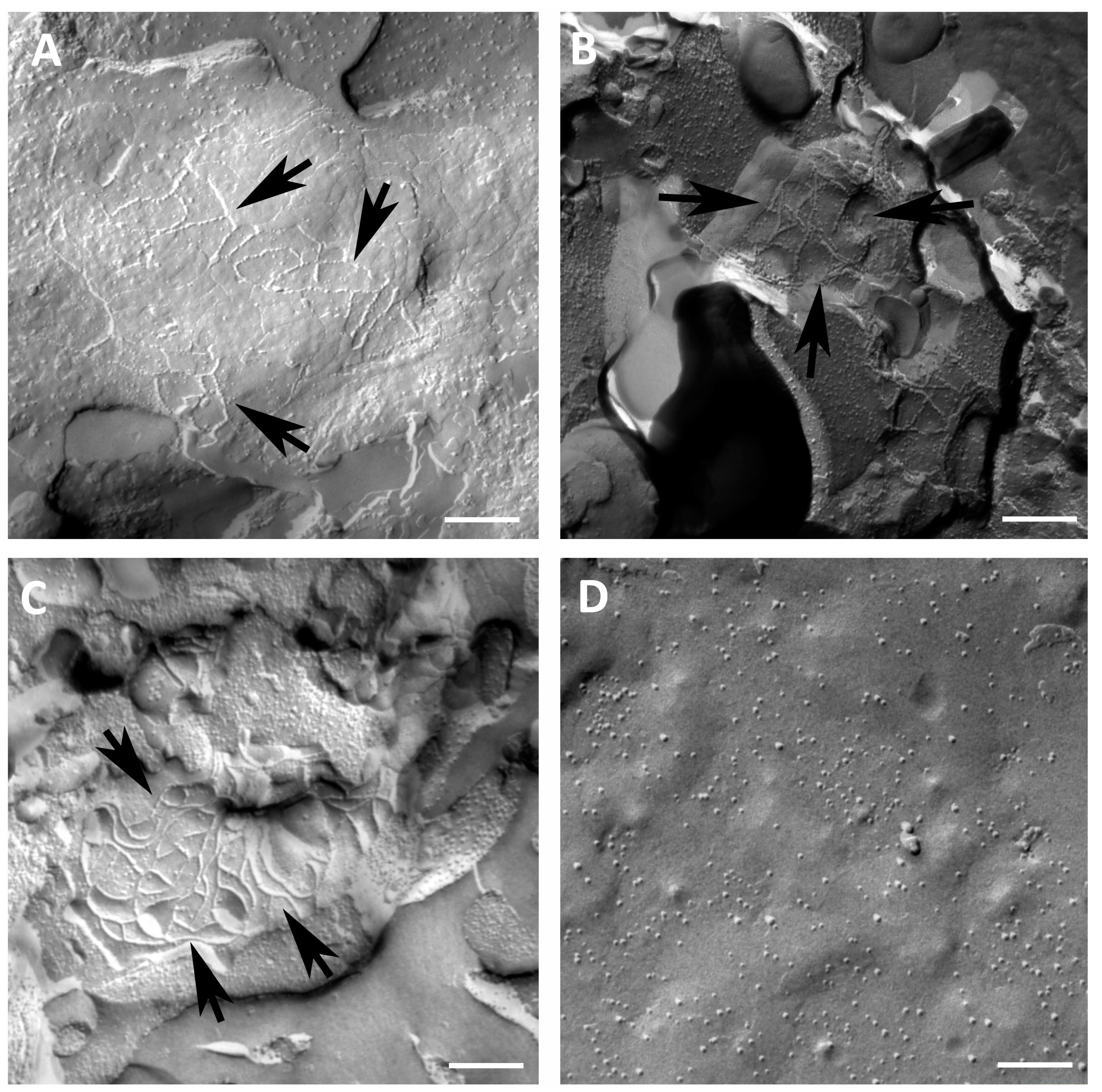 Membranes 14 00040 g002