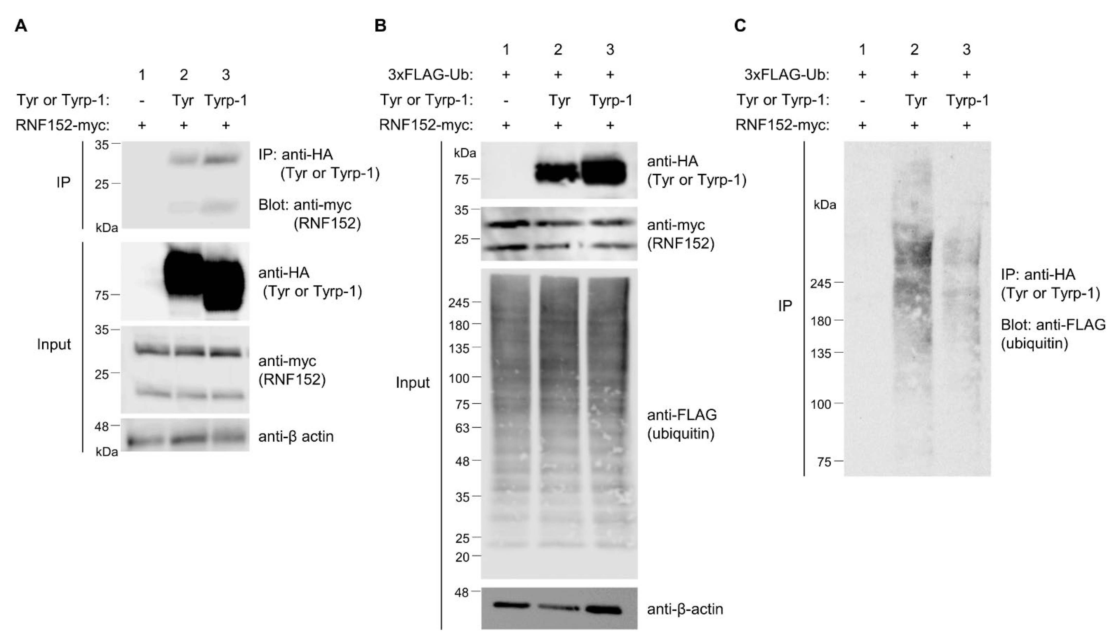 Membranes 14 00043 g006
