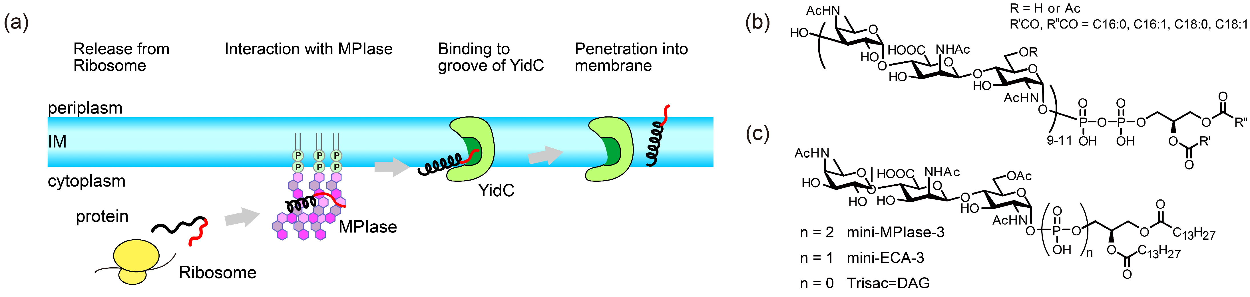 Membranes 14 00048 g001