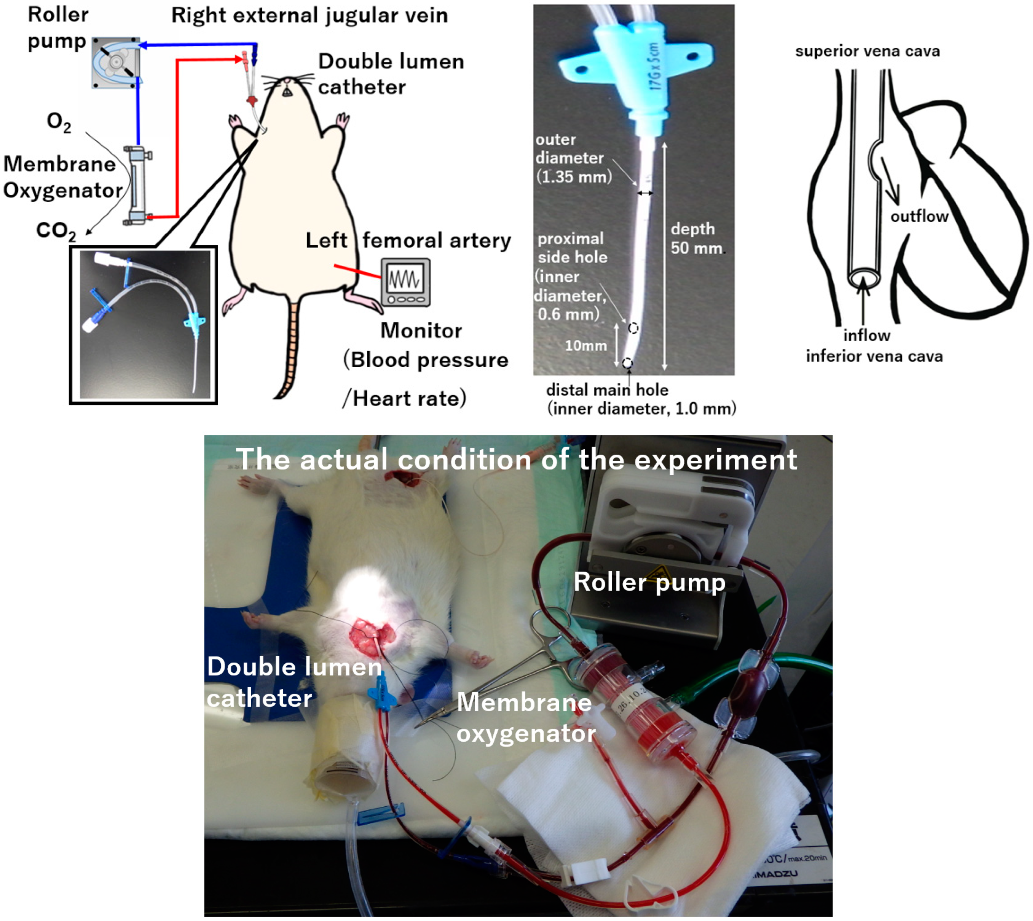 Membranes 14 00055 g001