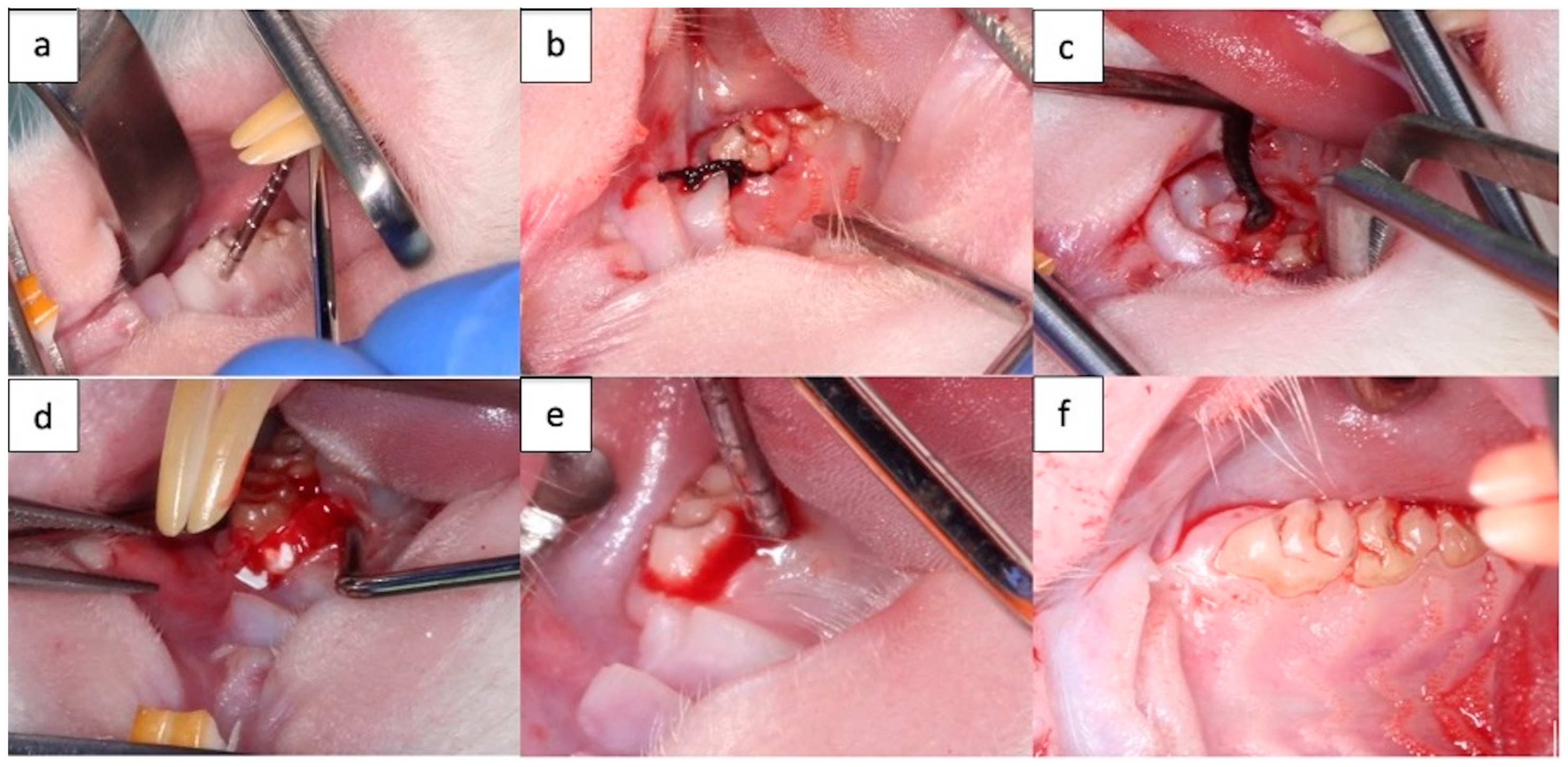 Membranes 14 00060 g002