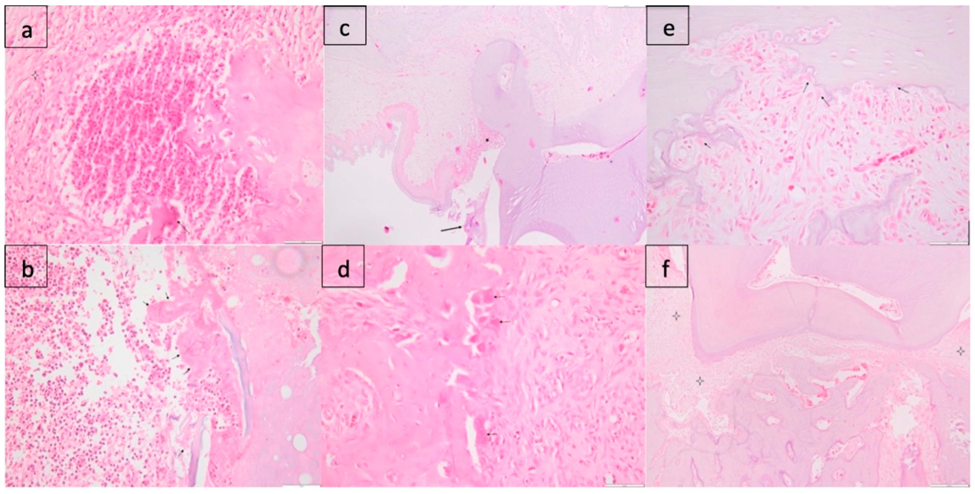Membranes 14 00060 g007