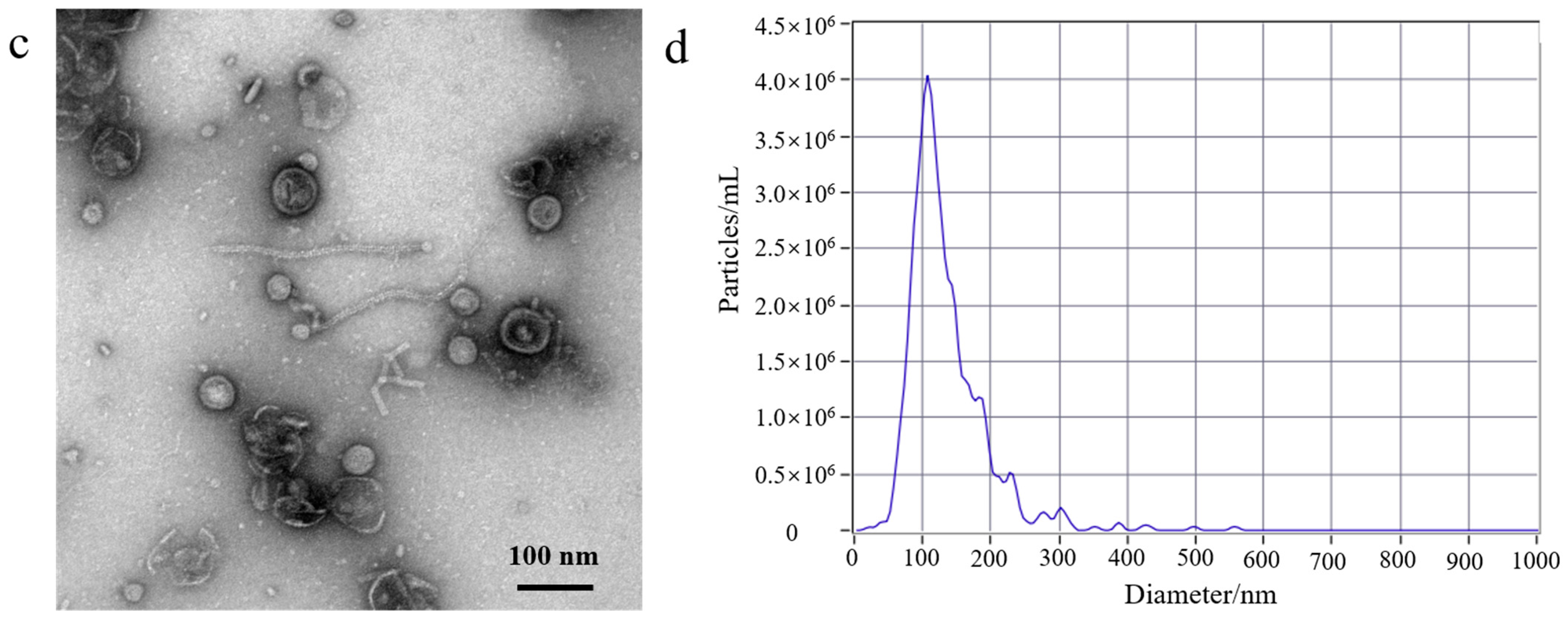 Membranes 14 00135 g001b Membranes 14 00135 g001b