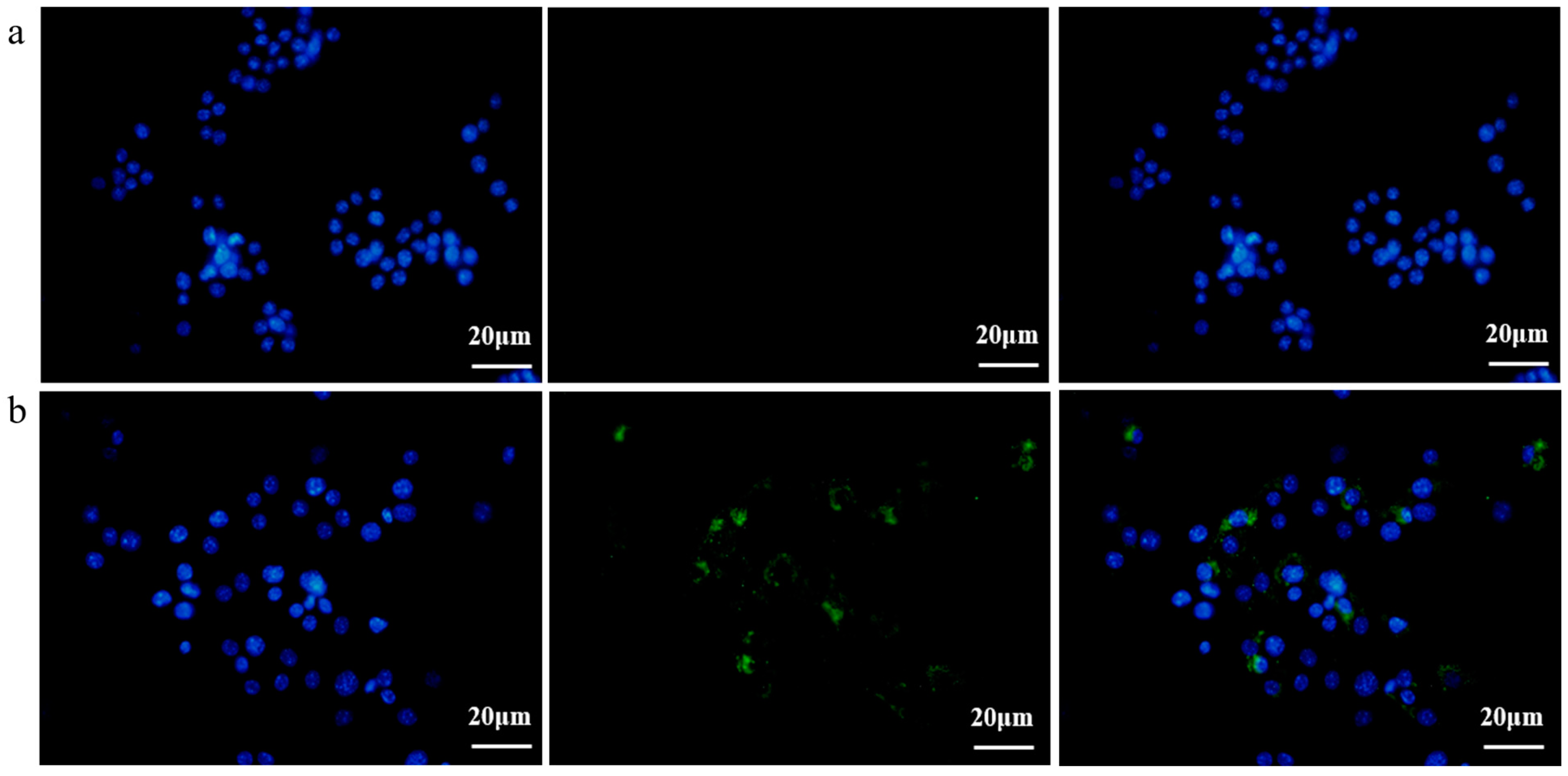 Membranes 14 00135 g003 Membranes 14 00135 g003
