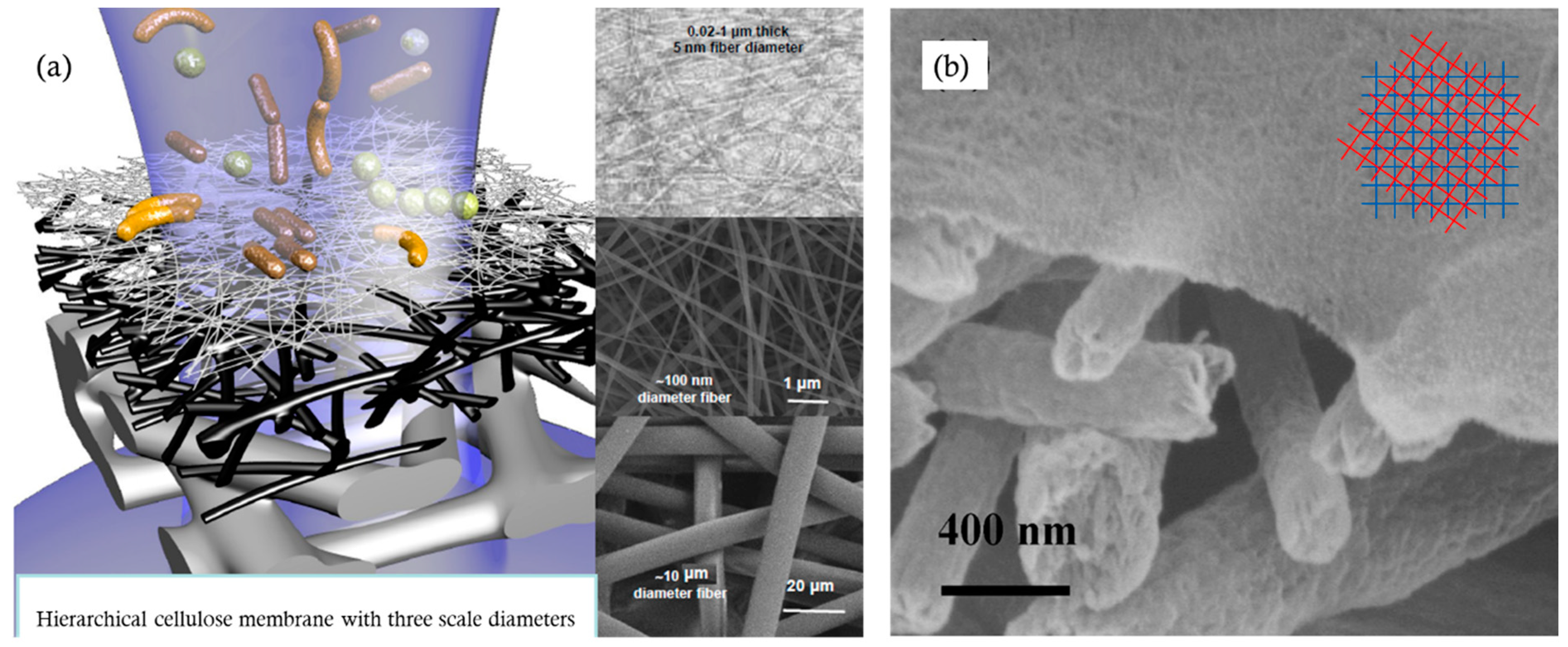 Membranes 14 00148 g012