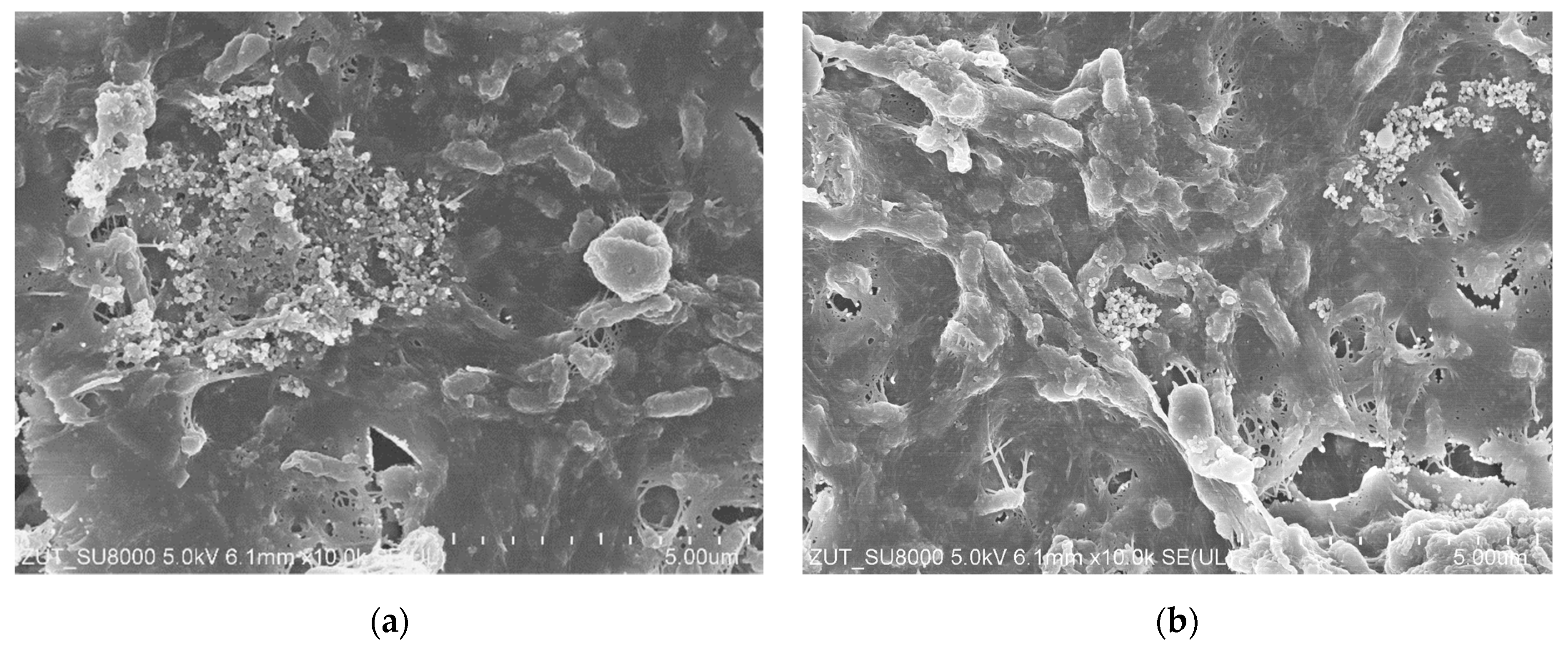 Membranes 14 00159 g009