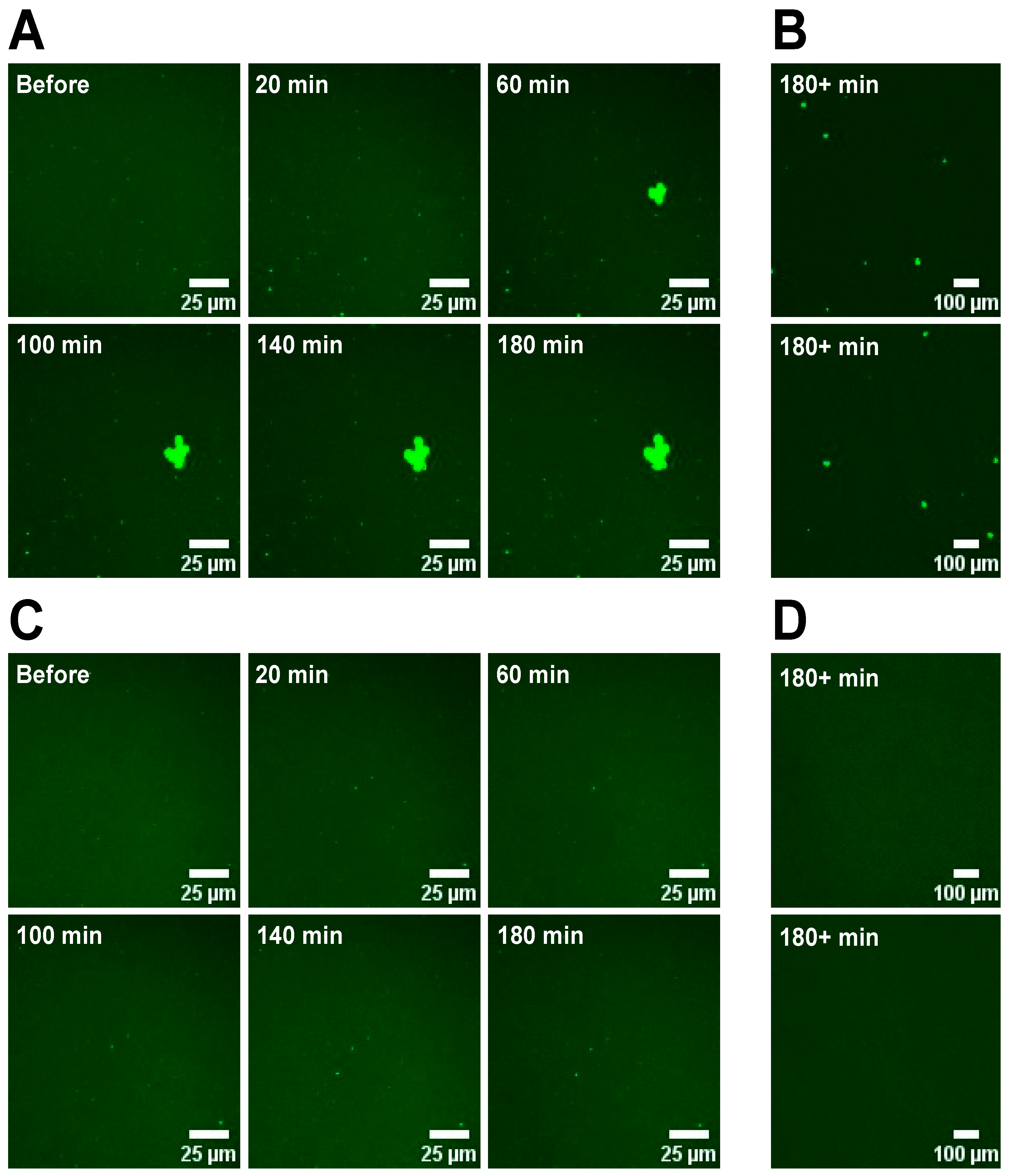 Membranes 14 00181 g001