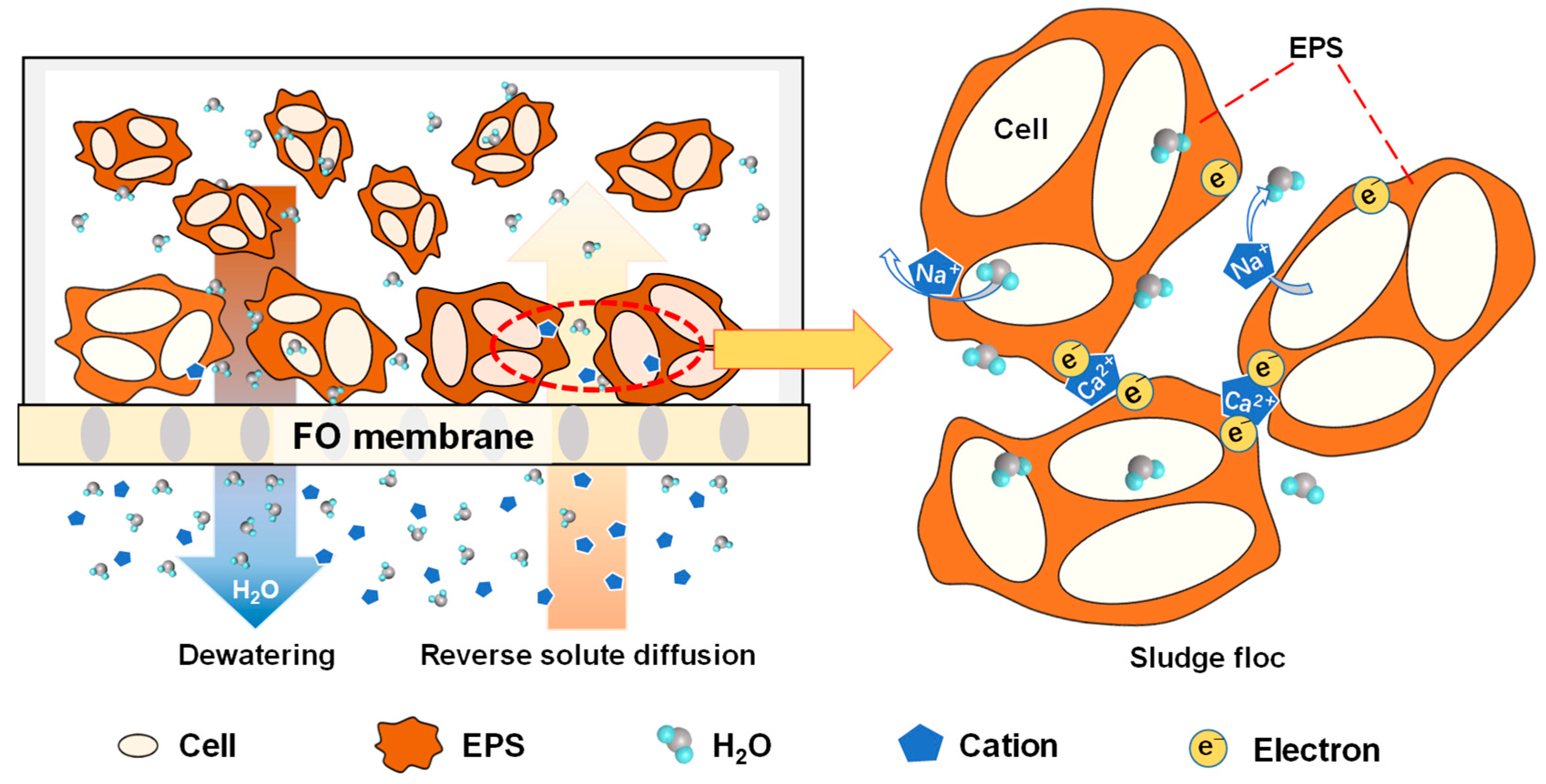 Membranes 14 00196 g012