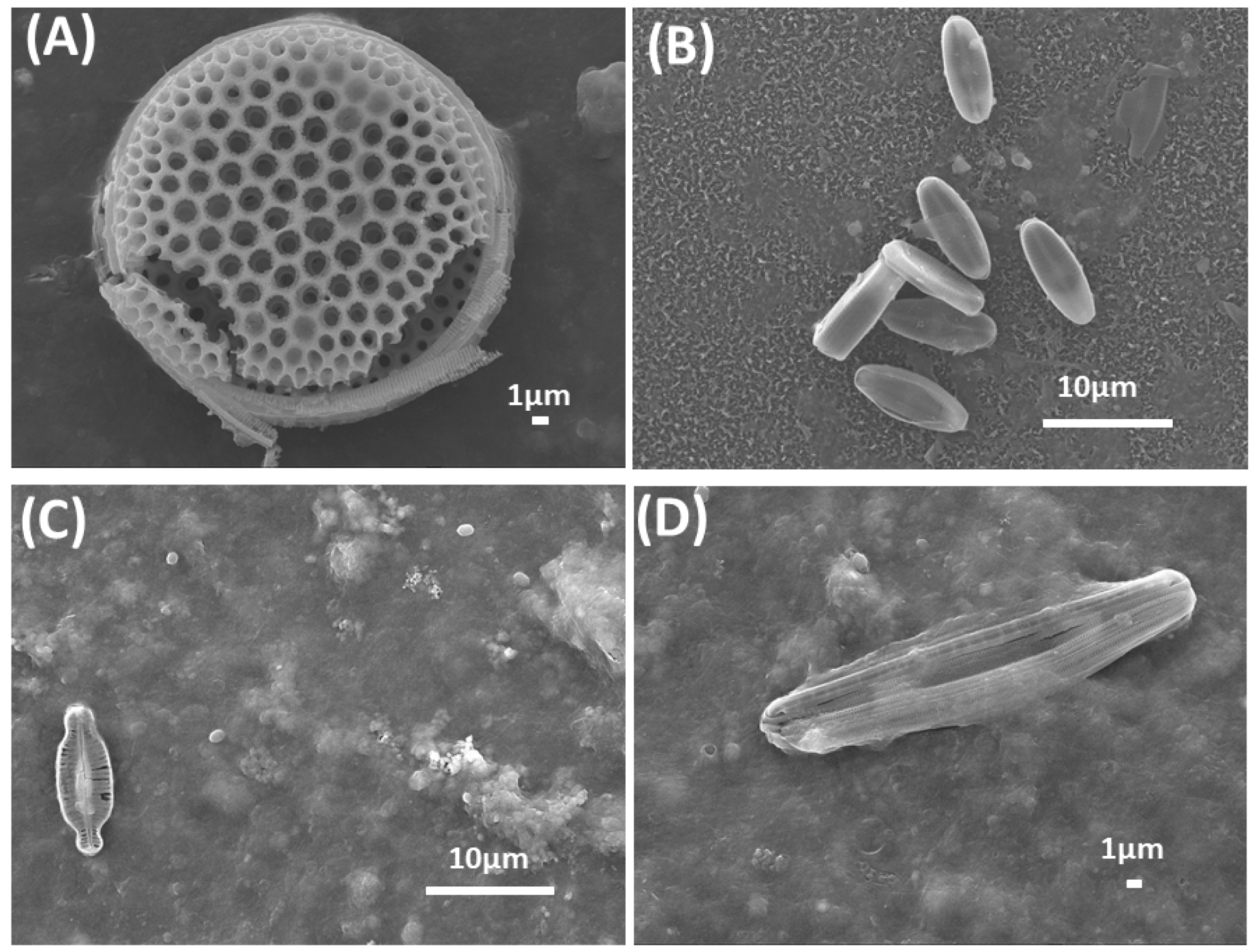 Membranes 14 00204 g002 Membranes 14 00204 g002