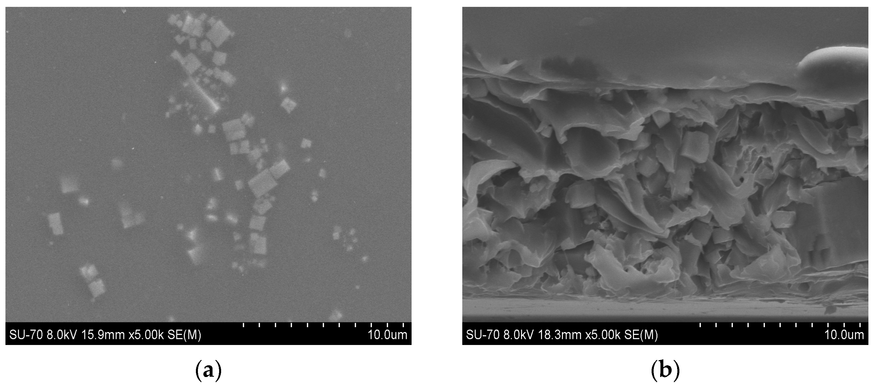 Membranes 14 00230 g004