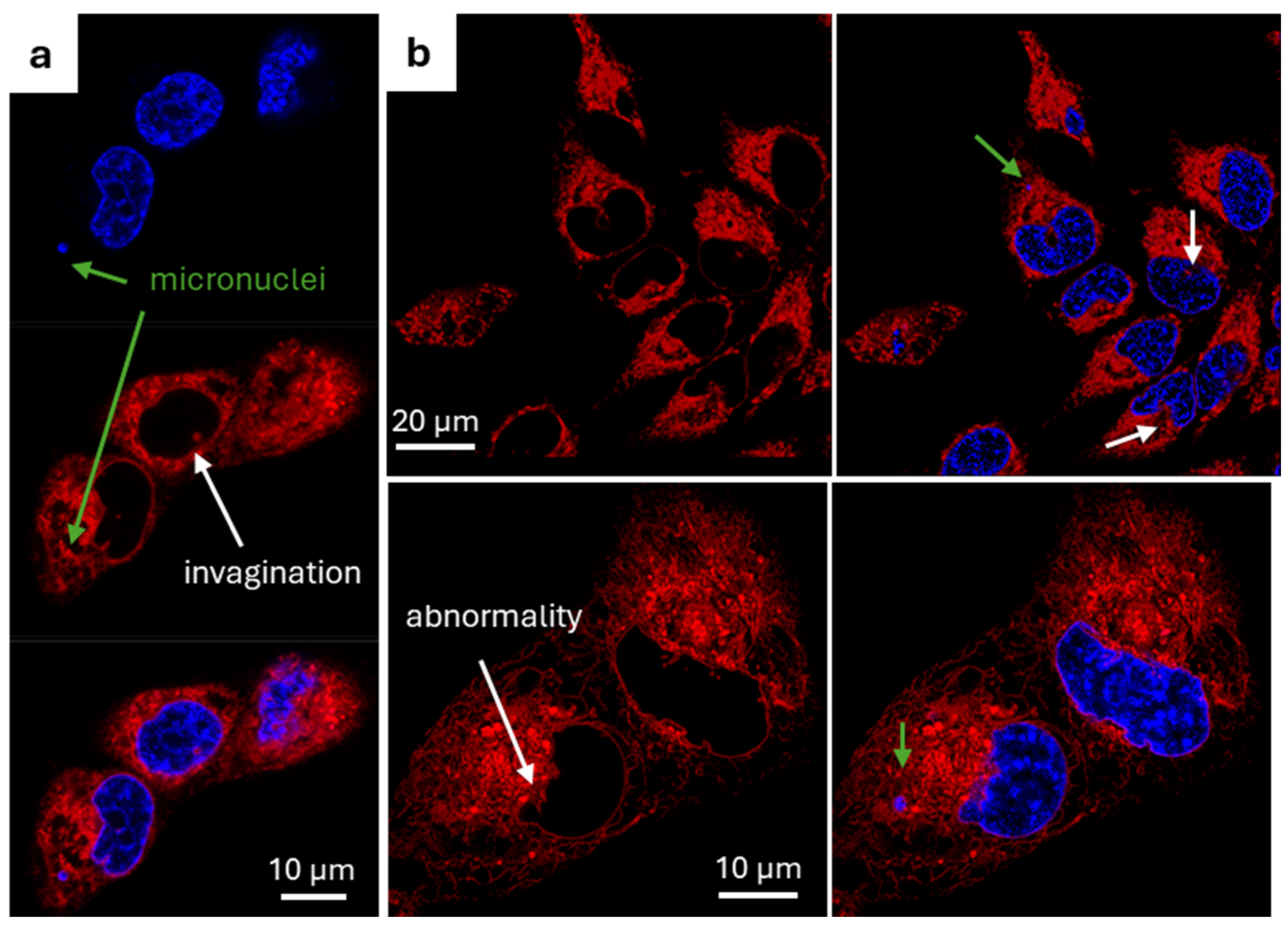 Membranes 15 00009 g005 Membranes 15 00009 g005