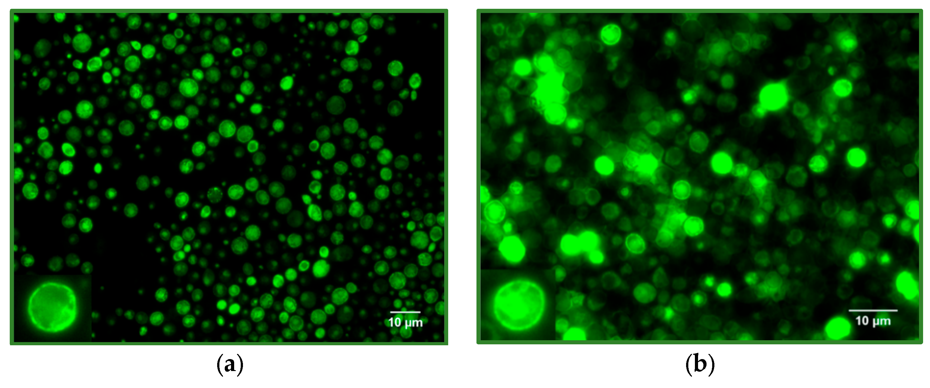 Membranes 15 00020 g001a