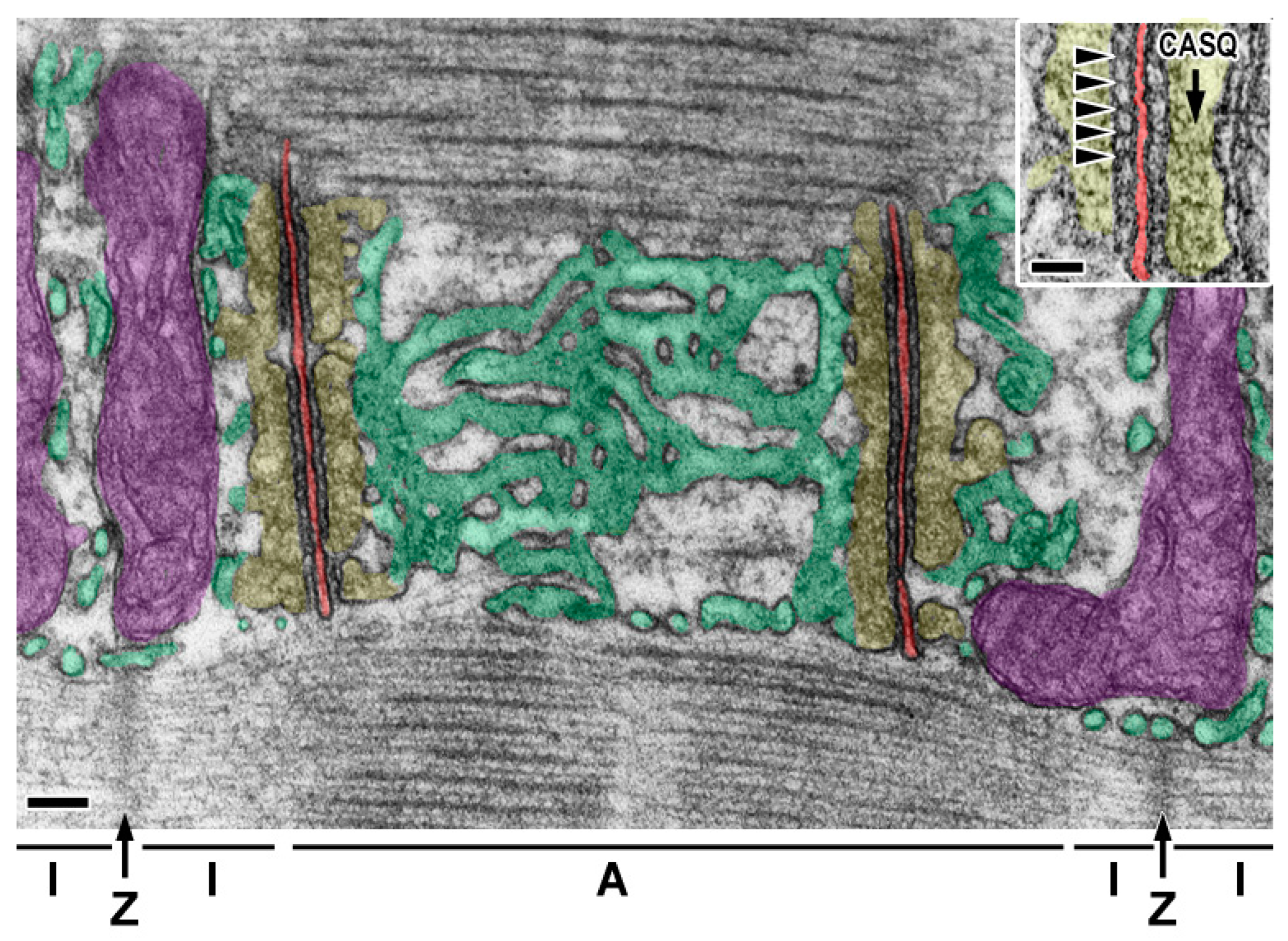 Membranes 15 00029 g001 Membranes 15 00029 g001
