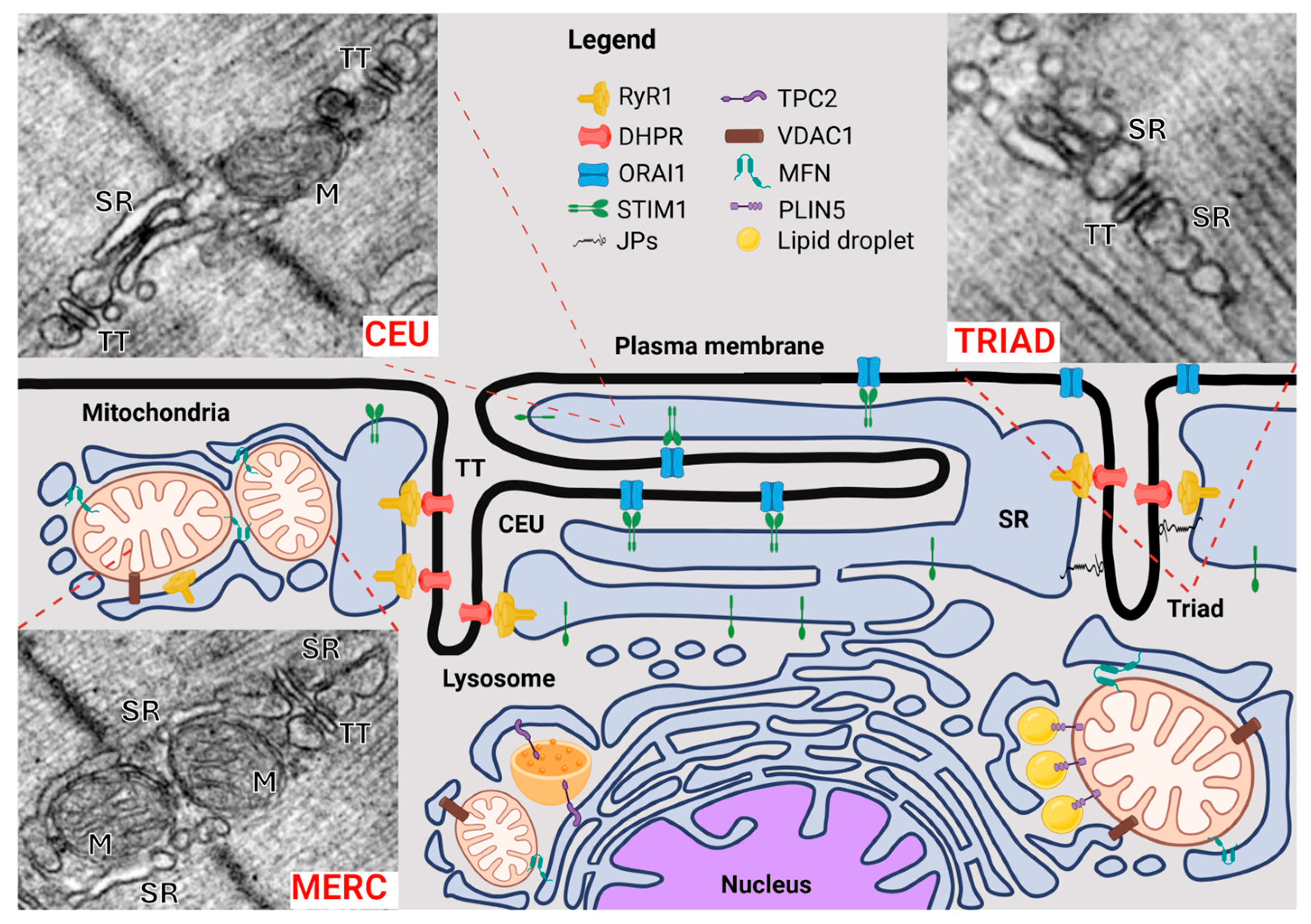 Membranes 15 00029 g002 Membranes 15 00029 g002