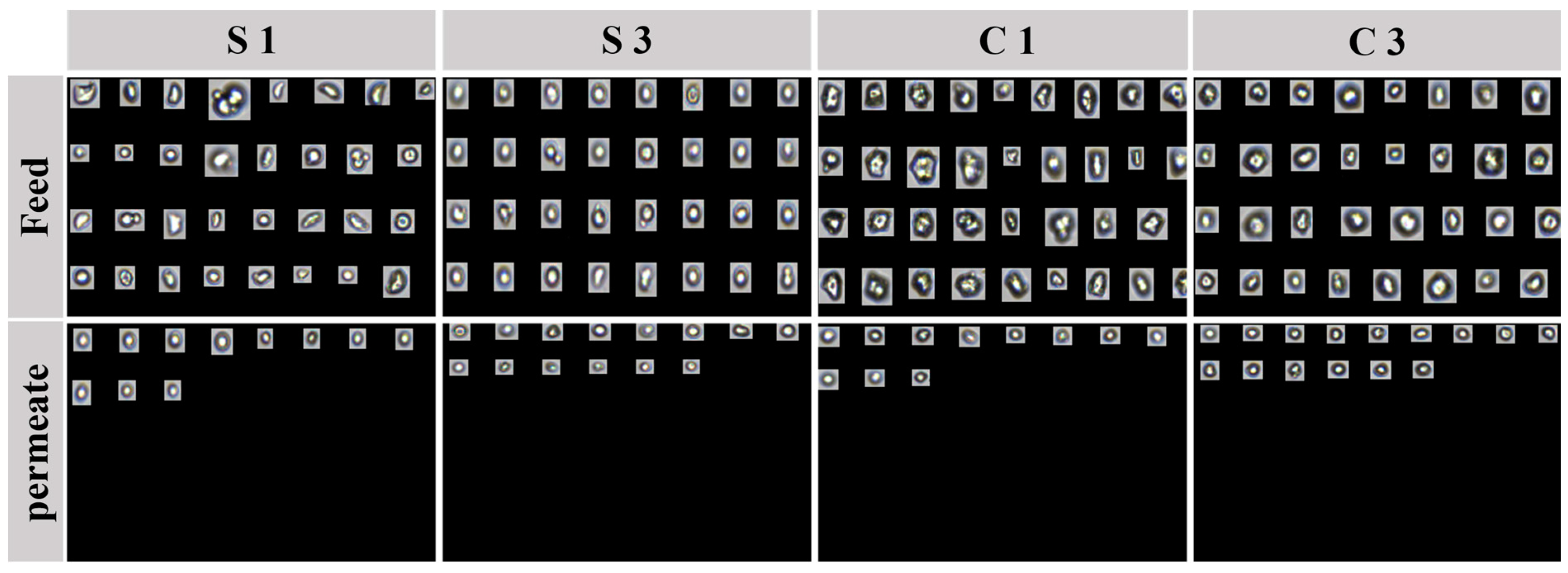 Membranes 15 00035 g005