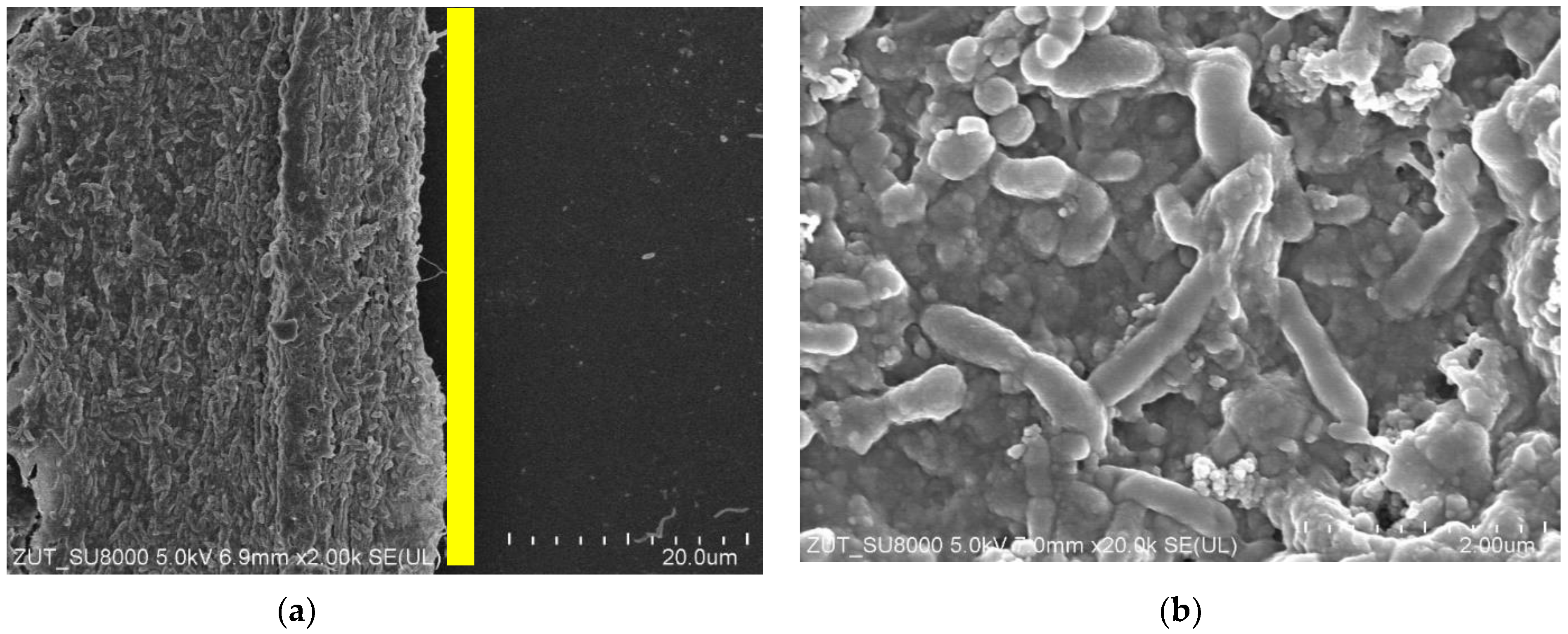 Membranes 15 00071 g003