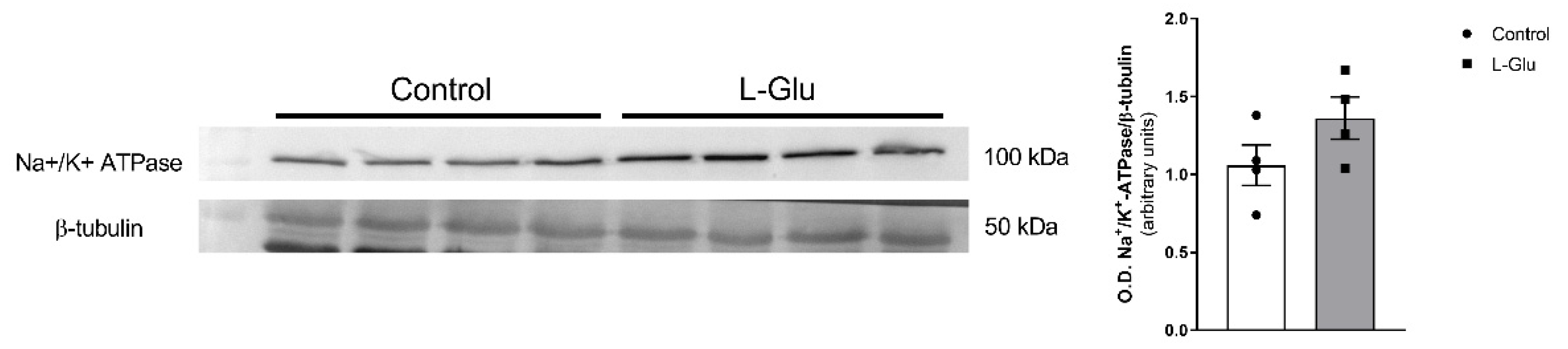 Membranes 15 00152 g004