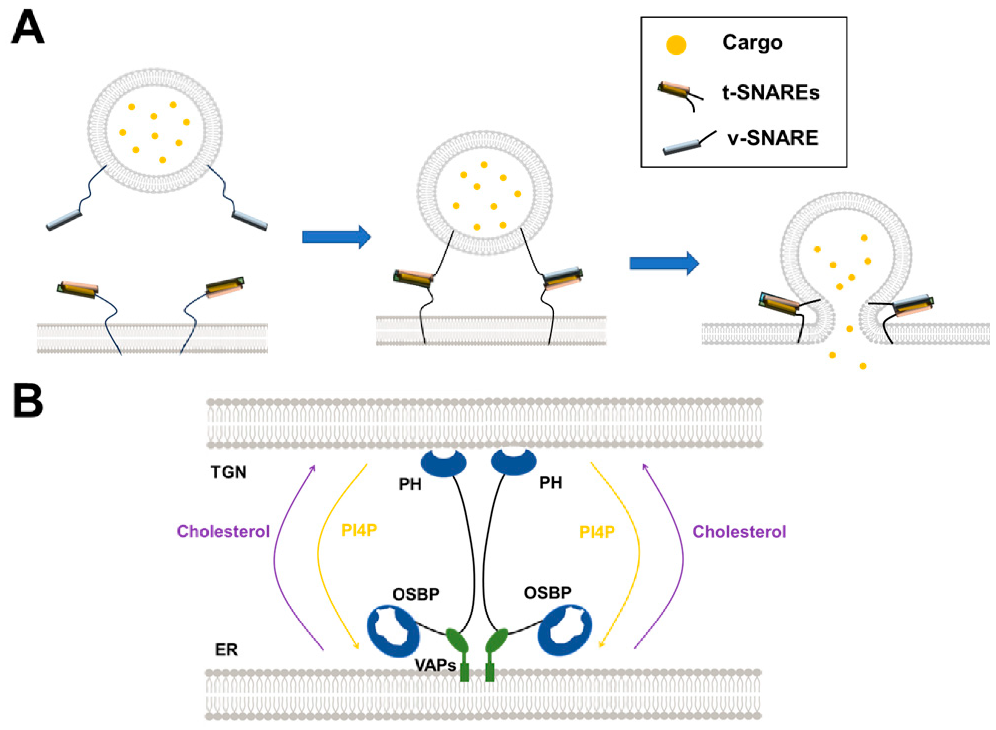 Membranes 15 00154 g002