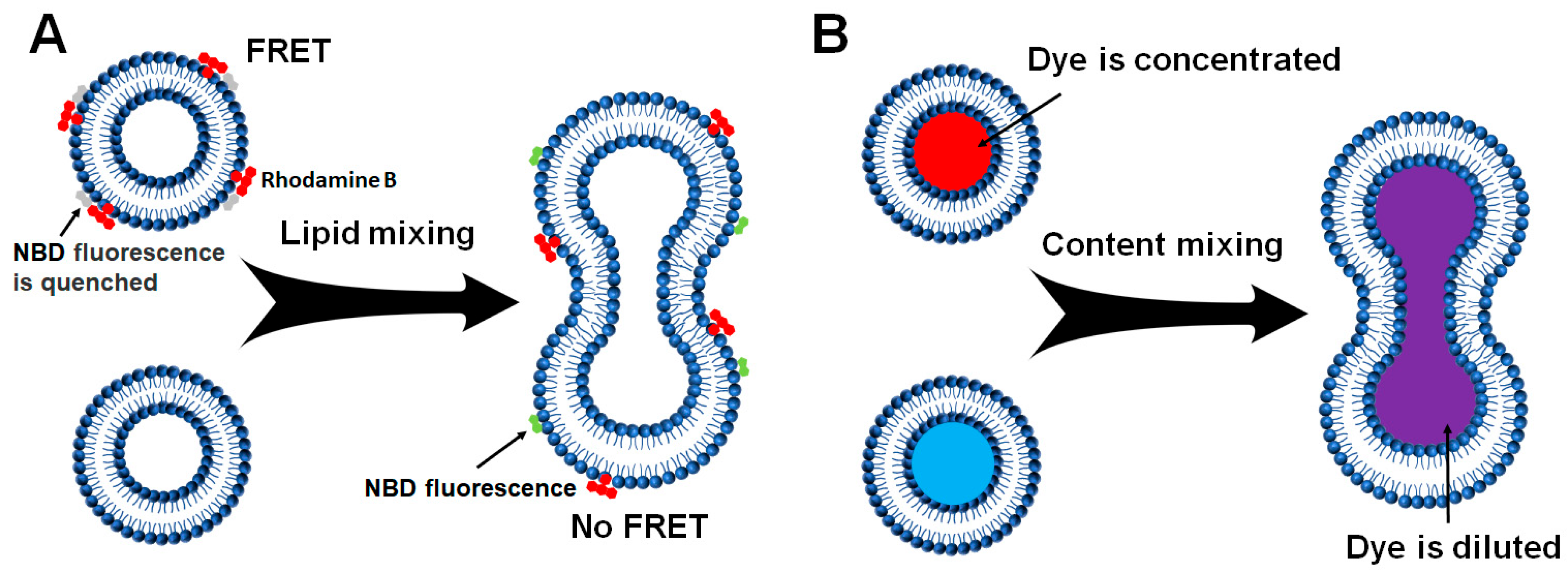 Membranes 15 00154 g003