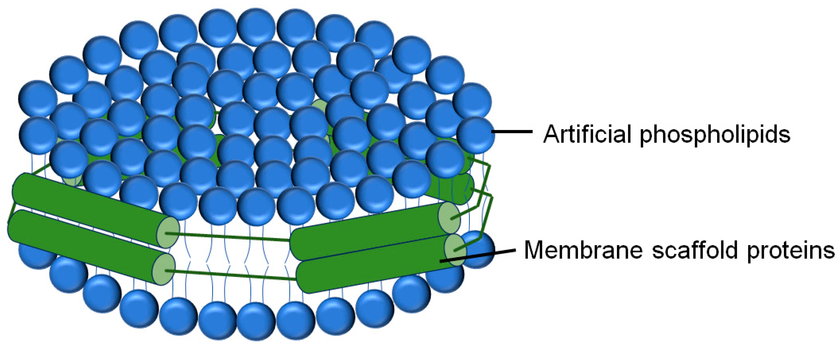 Membranes 15 00154 g004