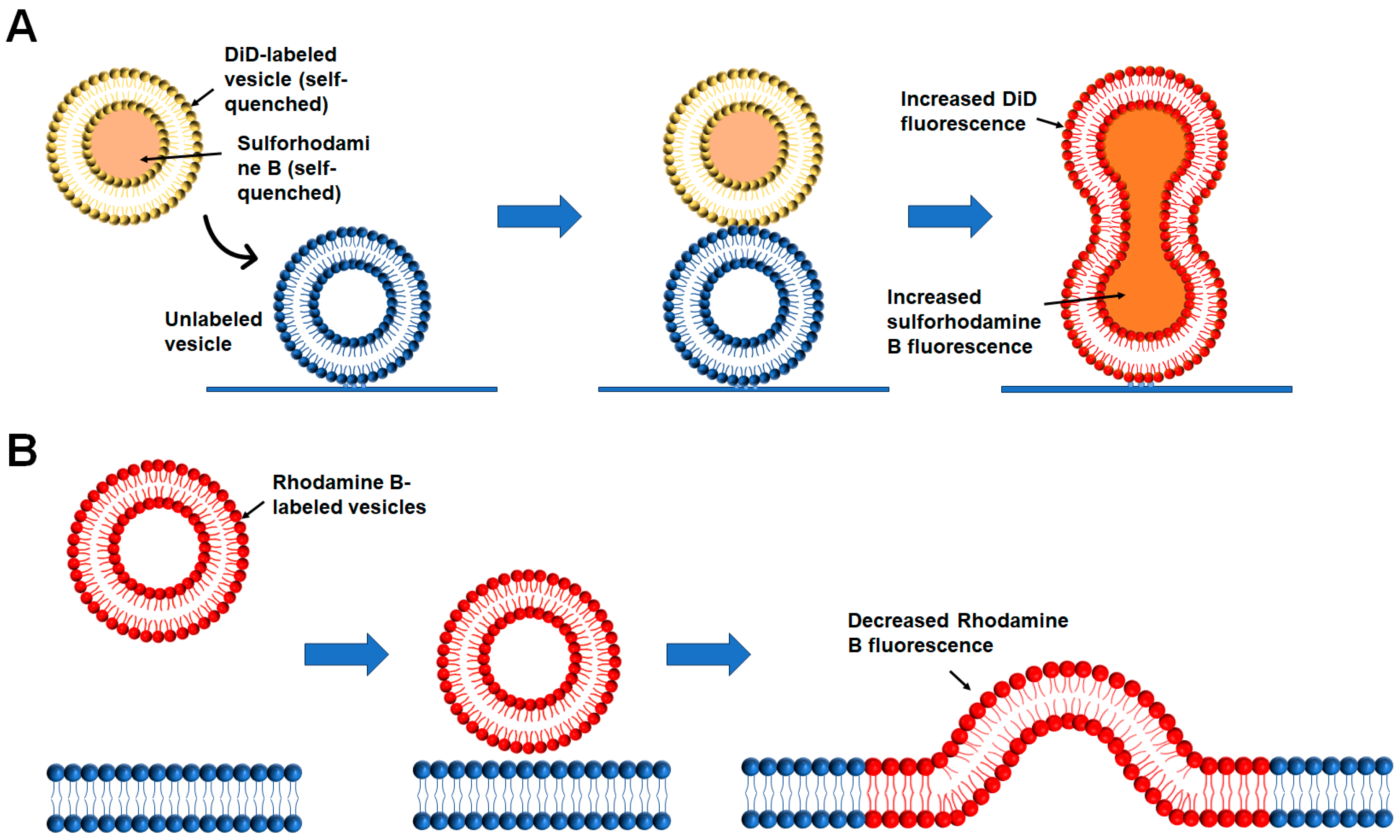 Membranes 15 00154 g005