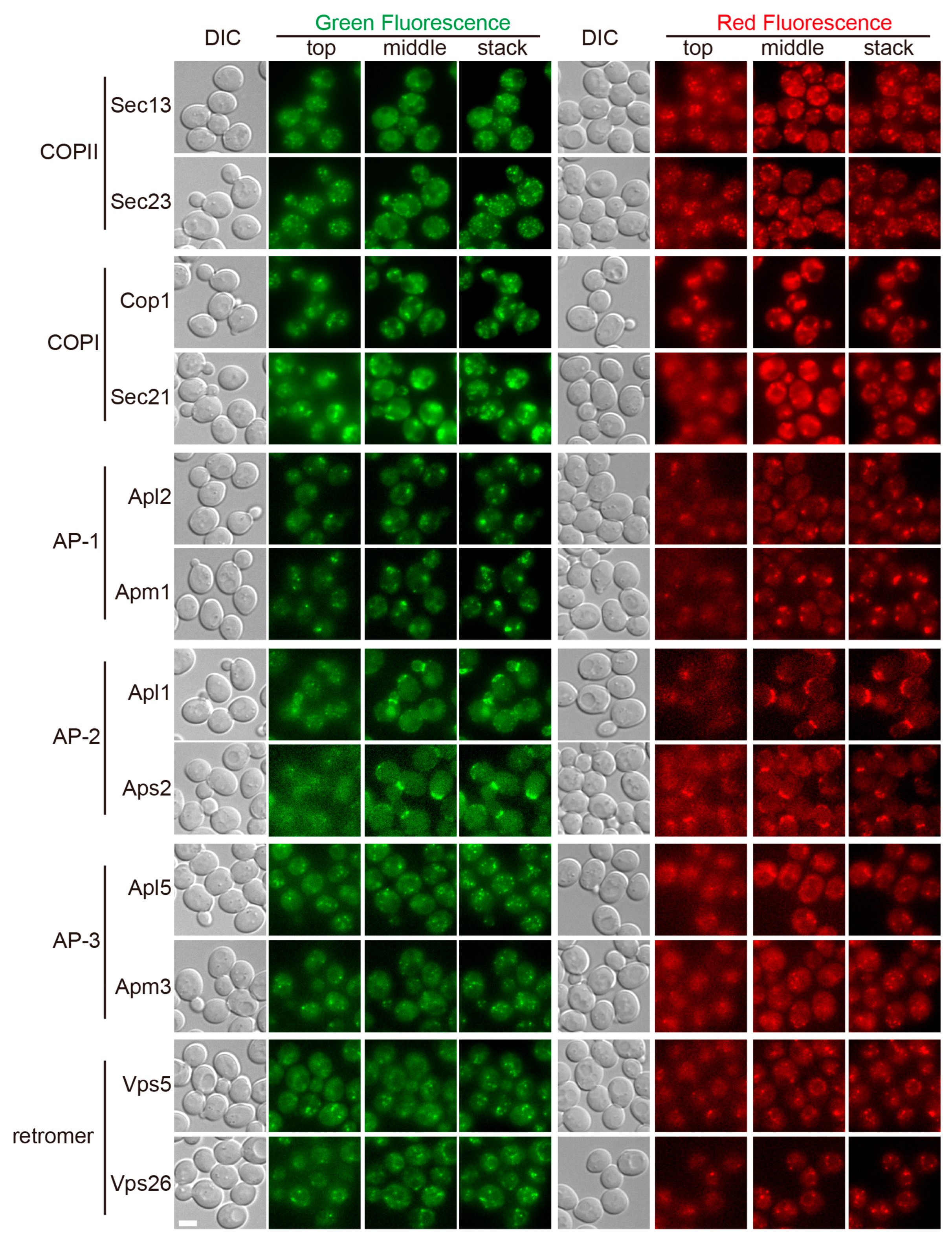 Membranes 15 00209 g001