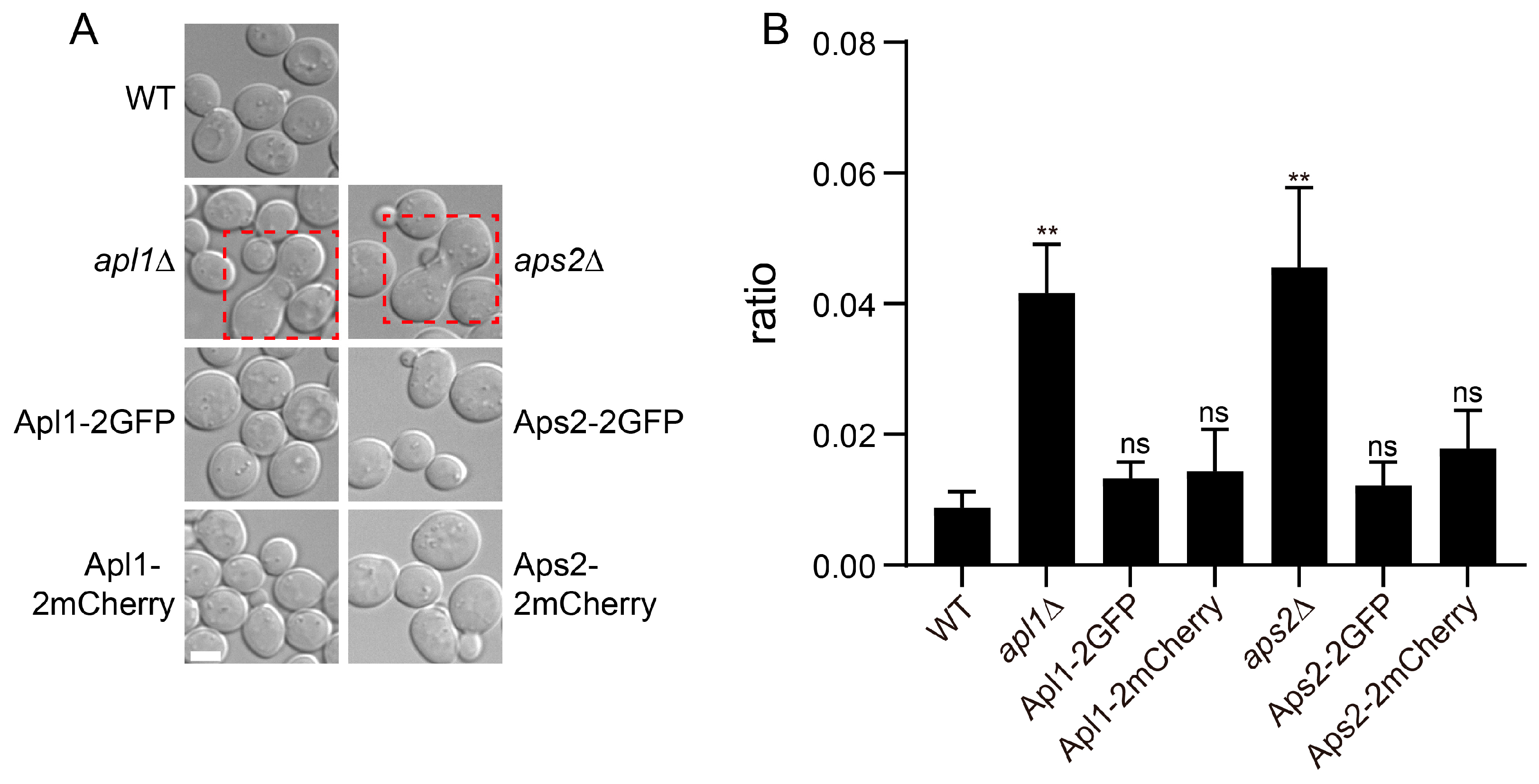 Membranes 15 00209 g003