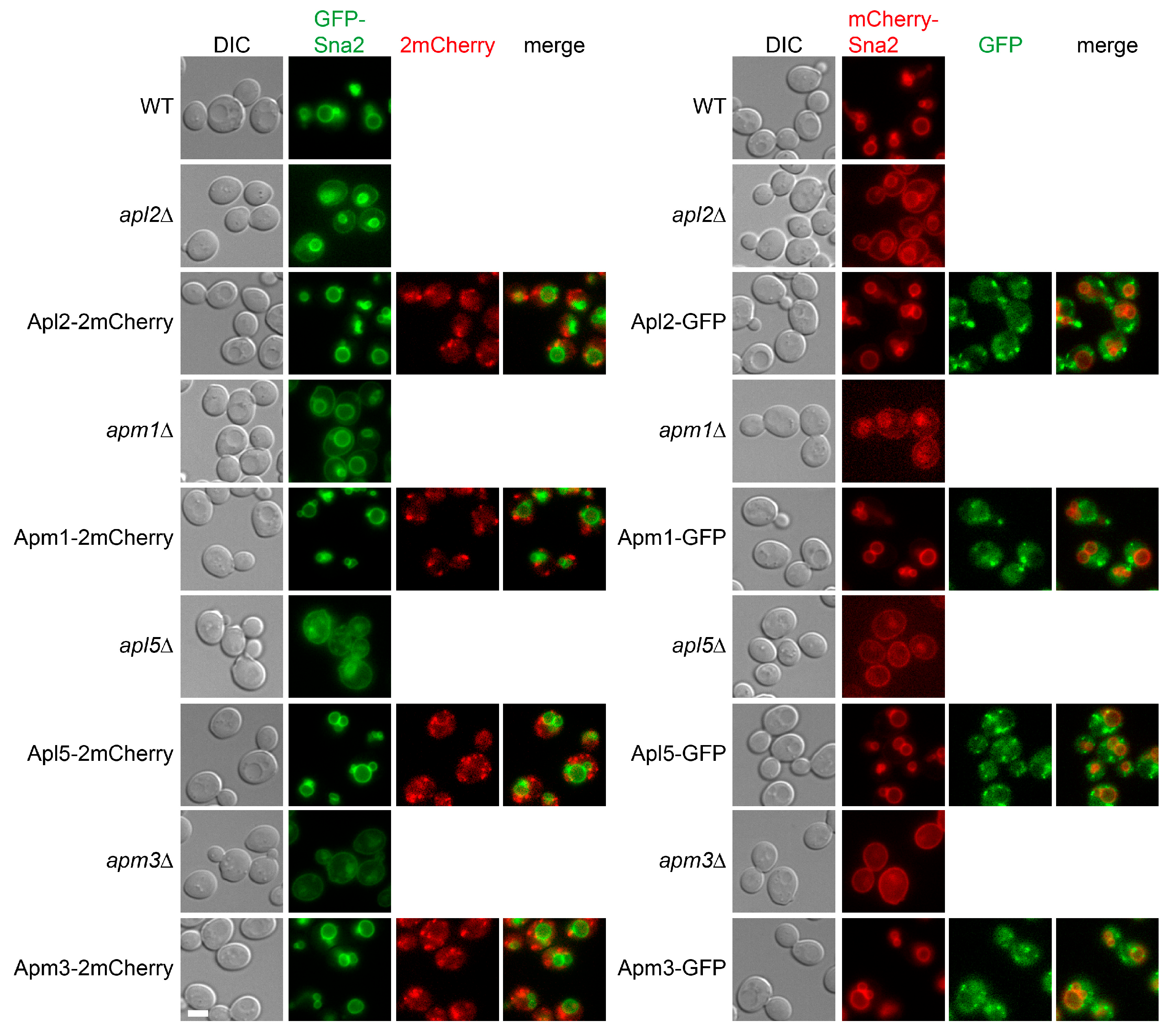 Membranes 15 00209 g004