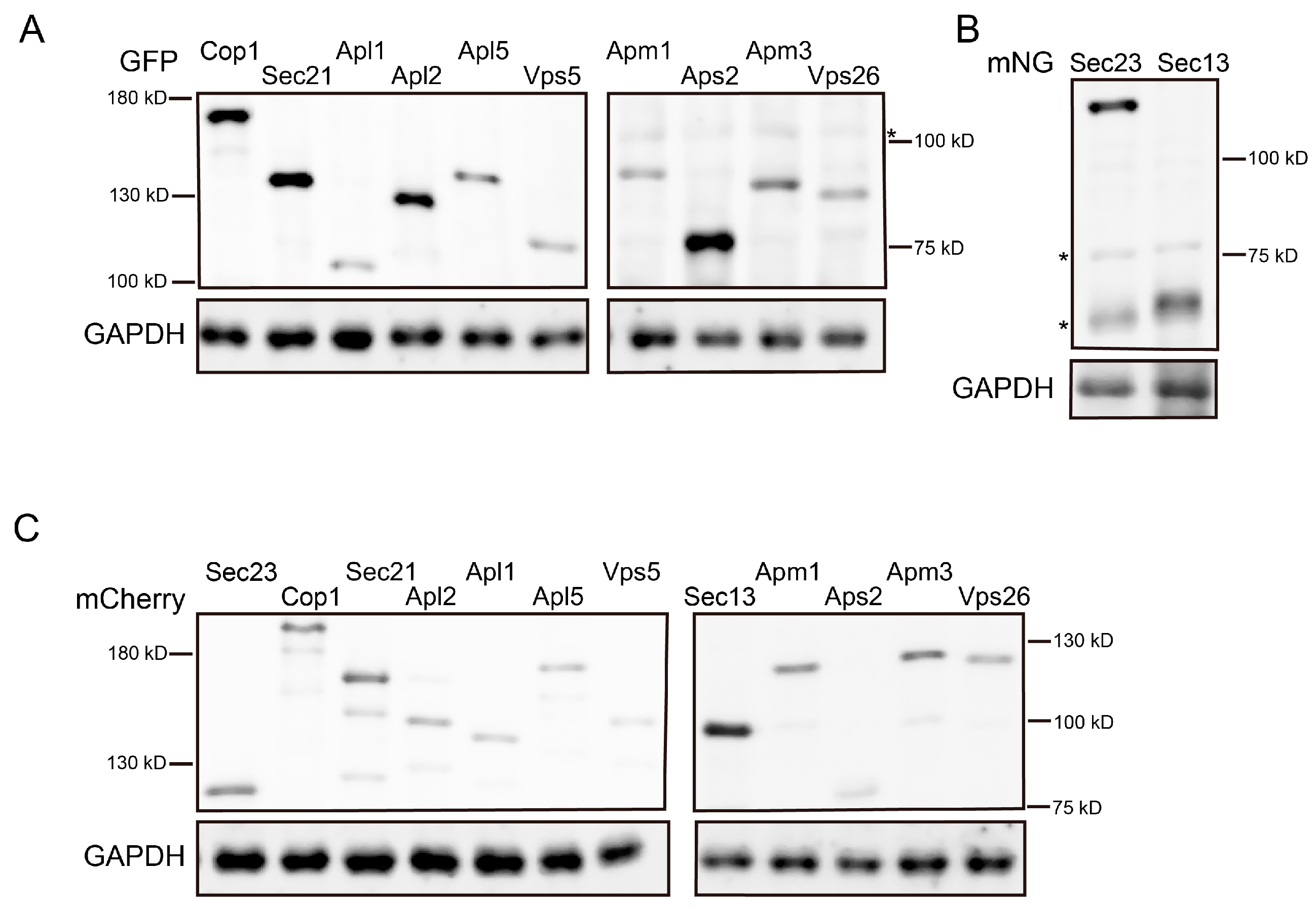 Membranes 15 00209 g0a1