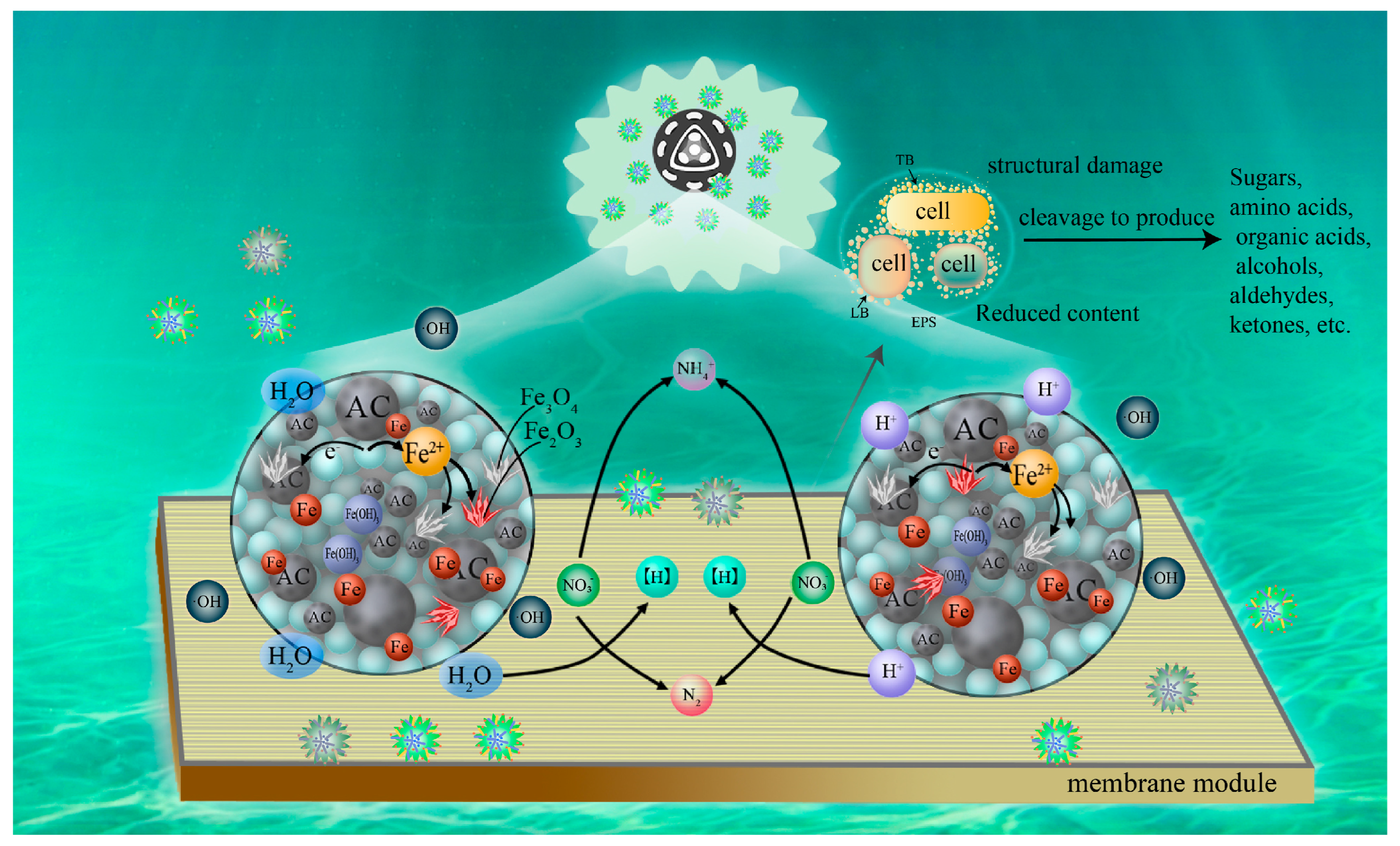 A Review of Maricultural Wastewater Treatment Using an MBR