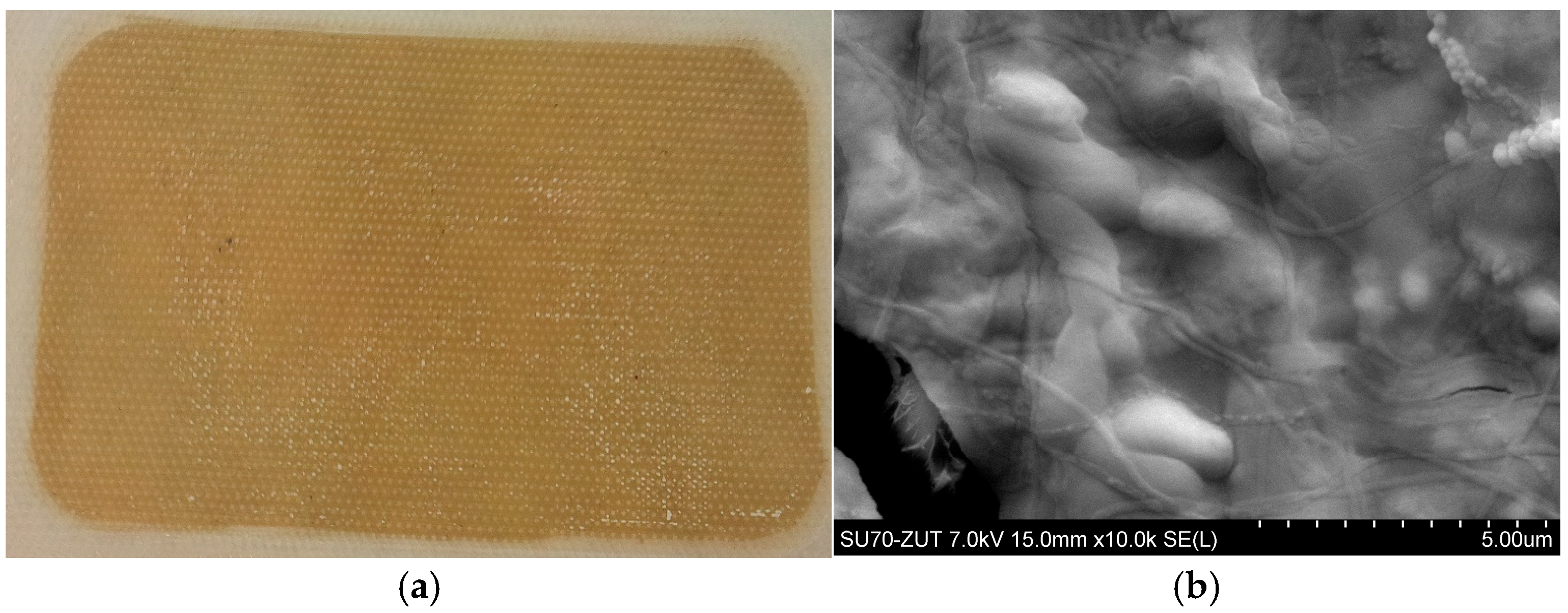 Membranes 15 00345 g004