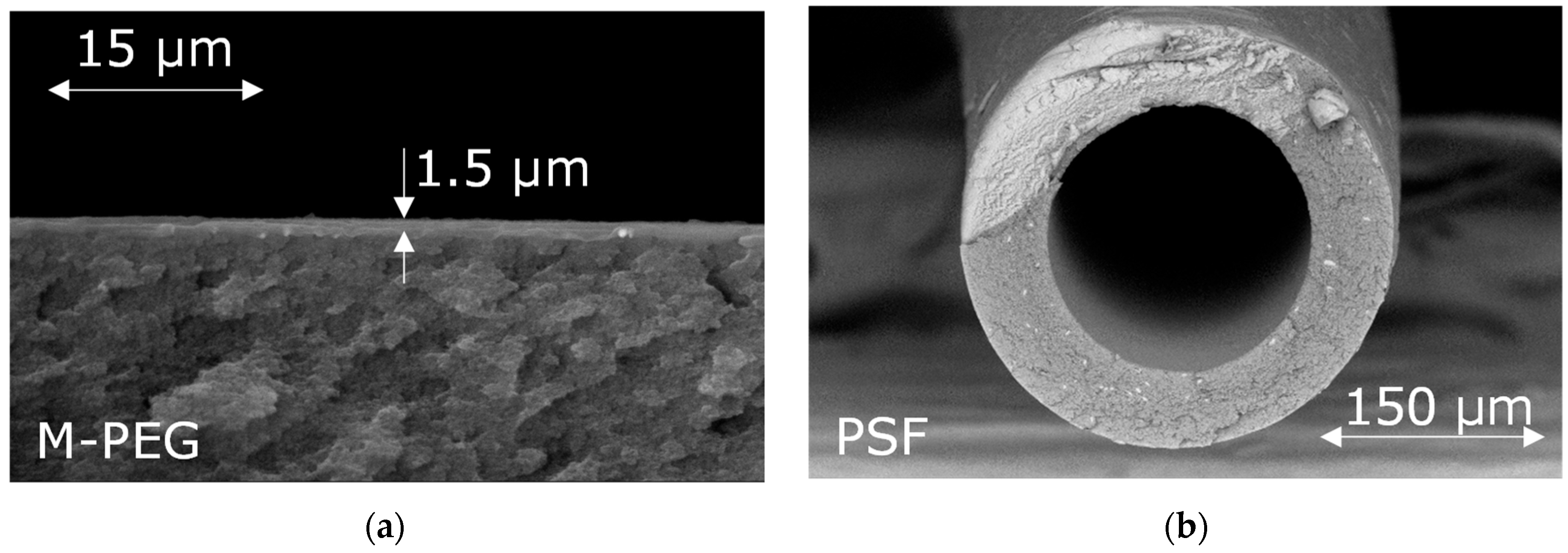 Membranes 15 00380 g003a