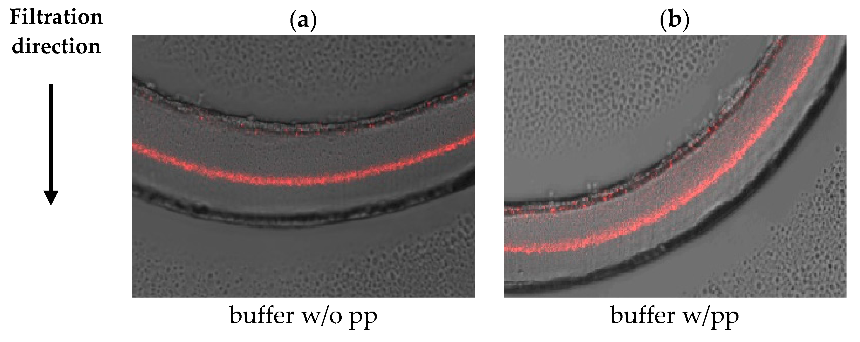 Membranes 16 00006 g0a1
