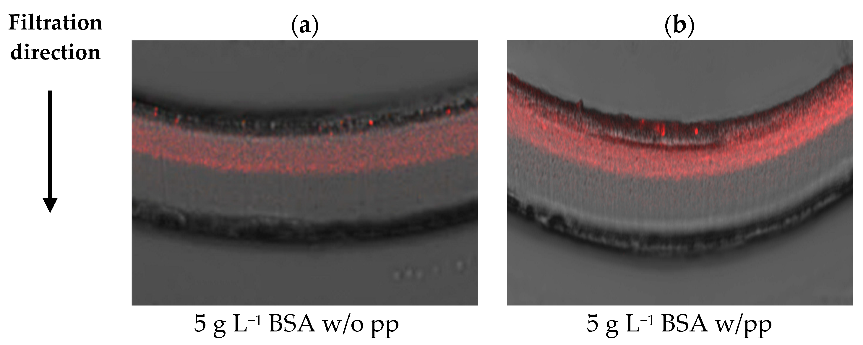 Membranes 16 00006 g0a4