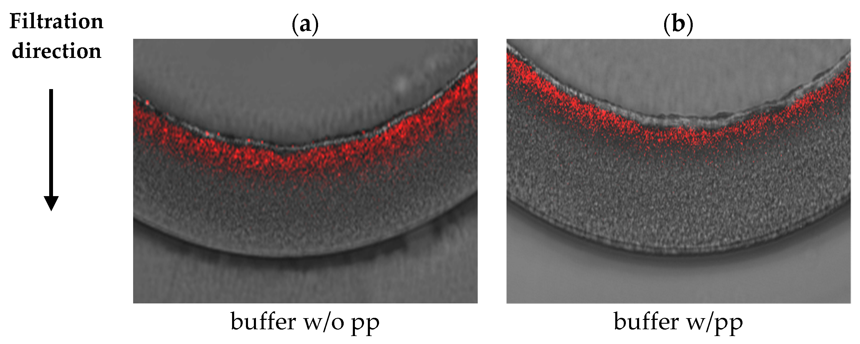 Membranes 16 00006 g0a5
