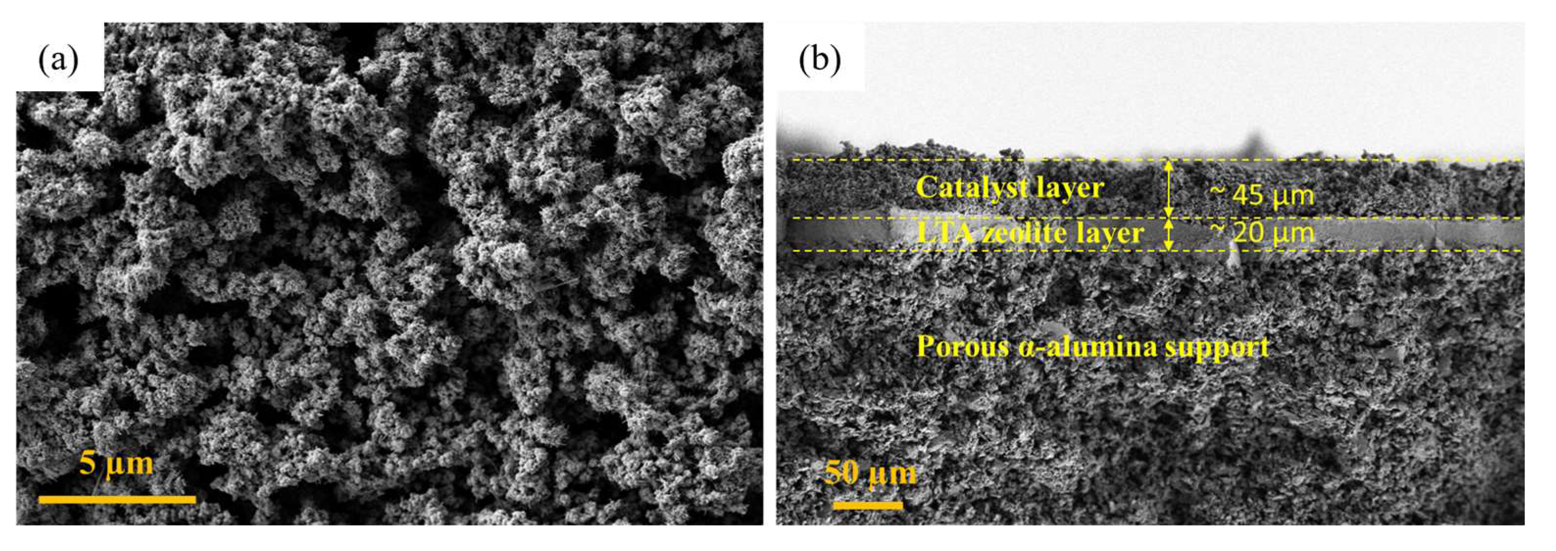 Membranes 16 00045 g012