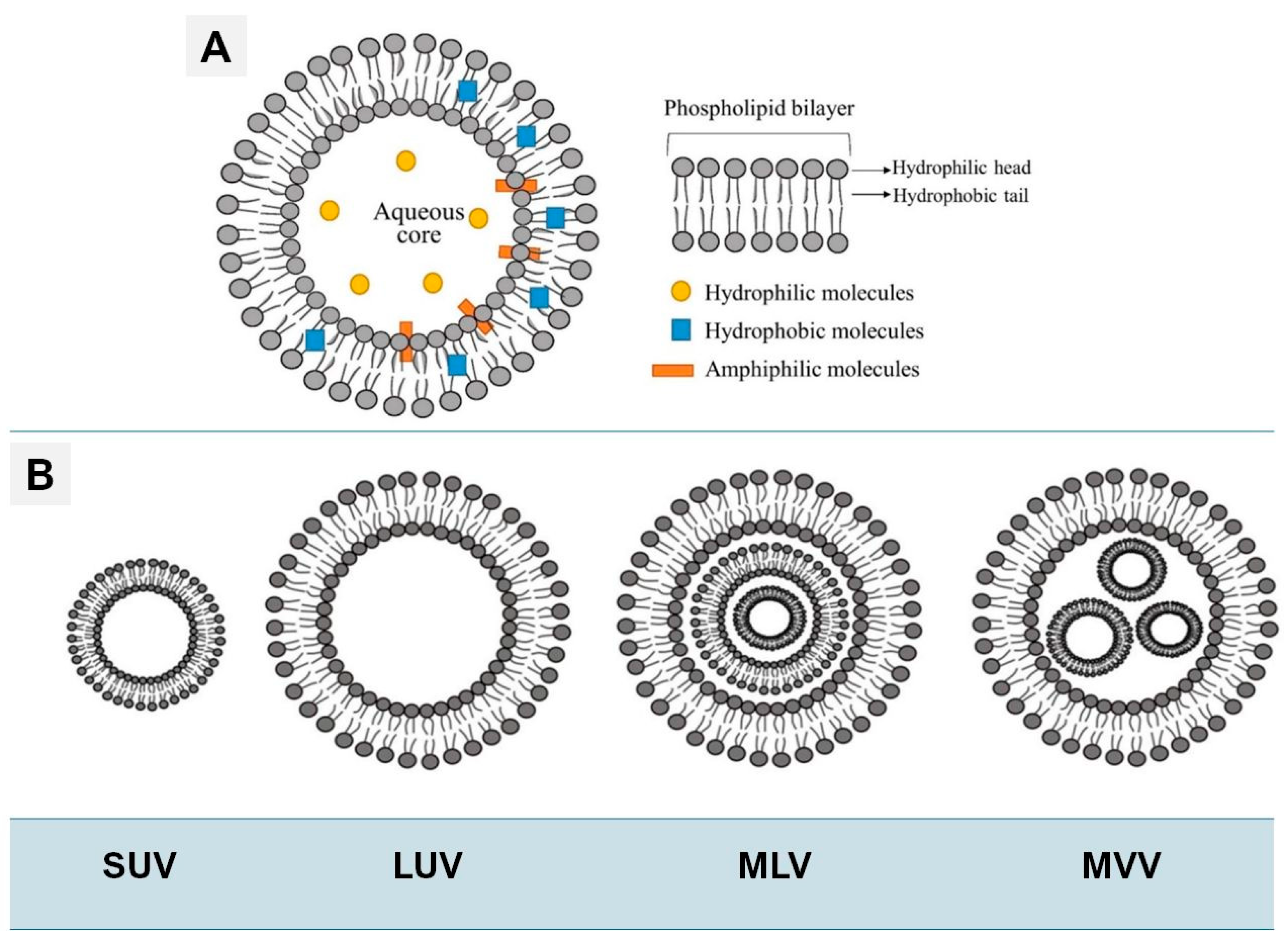 Polymersome Structure Interfacial Interactions of Nanoparticles and Molecular Nanostructures ...