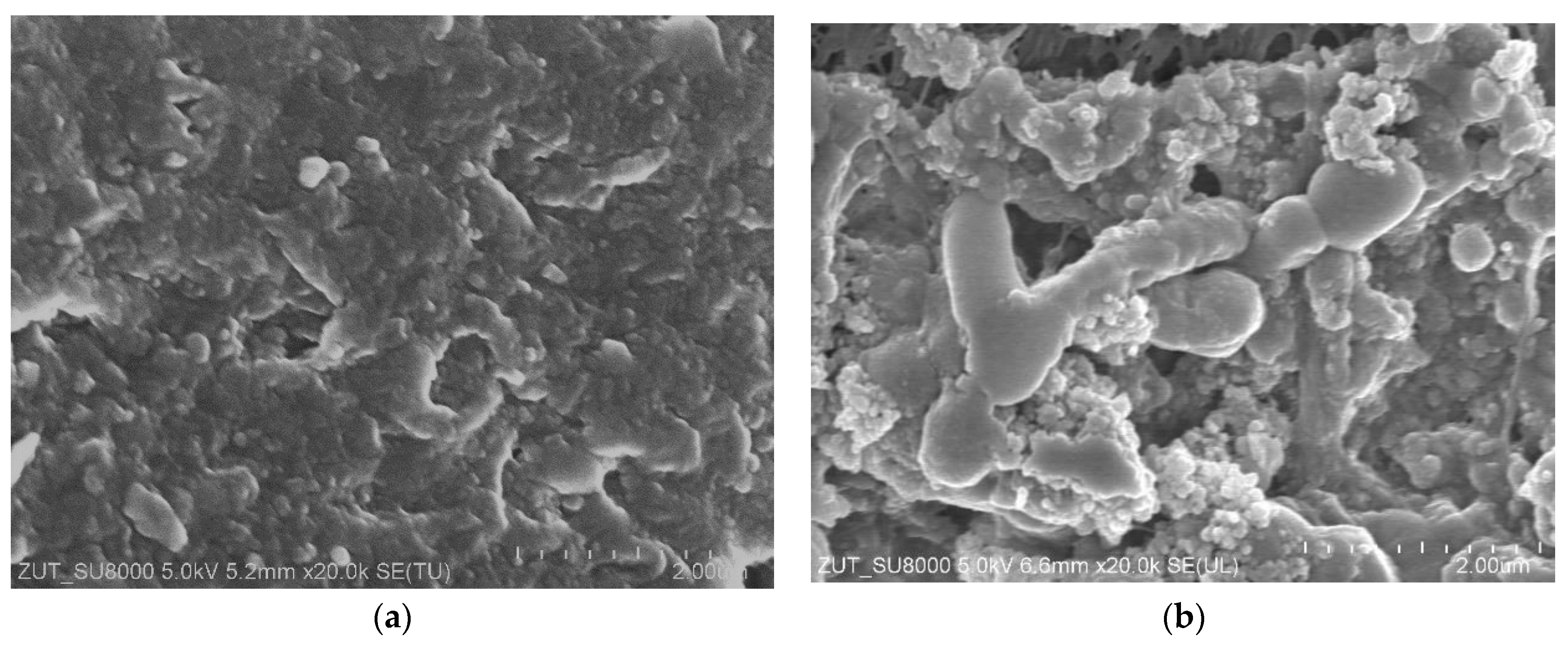 Membranes 16 00138 g007